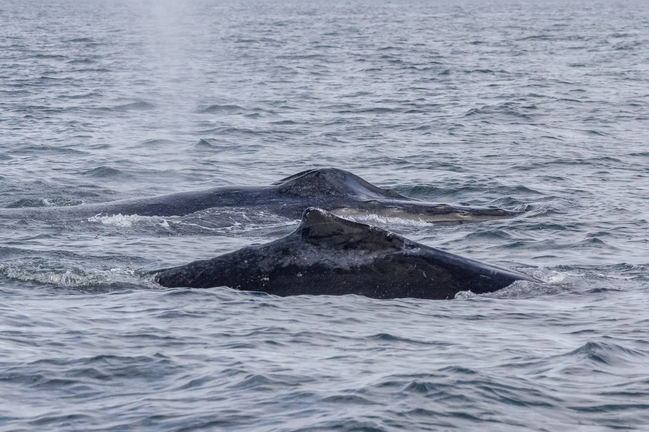 September 13, 2023, 3:30 PM - Europa and her calf frolic near Gabriola