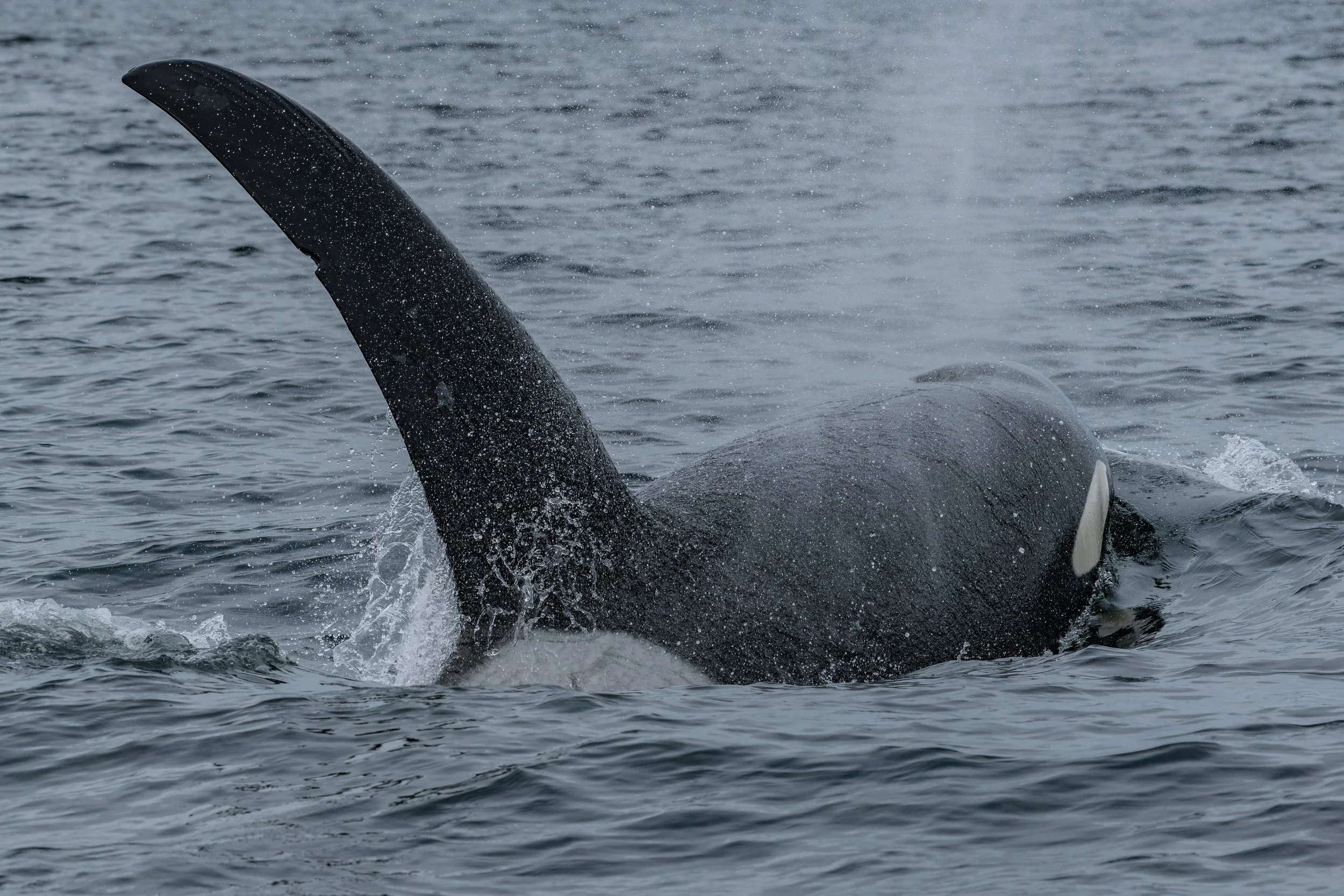 September 13, 2023, 10:30 AM - A T party and a Humpback surprise!