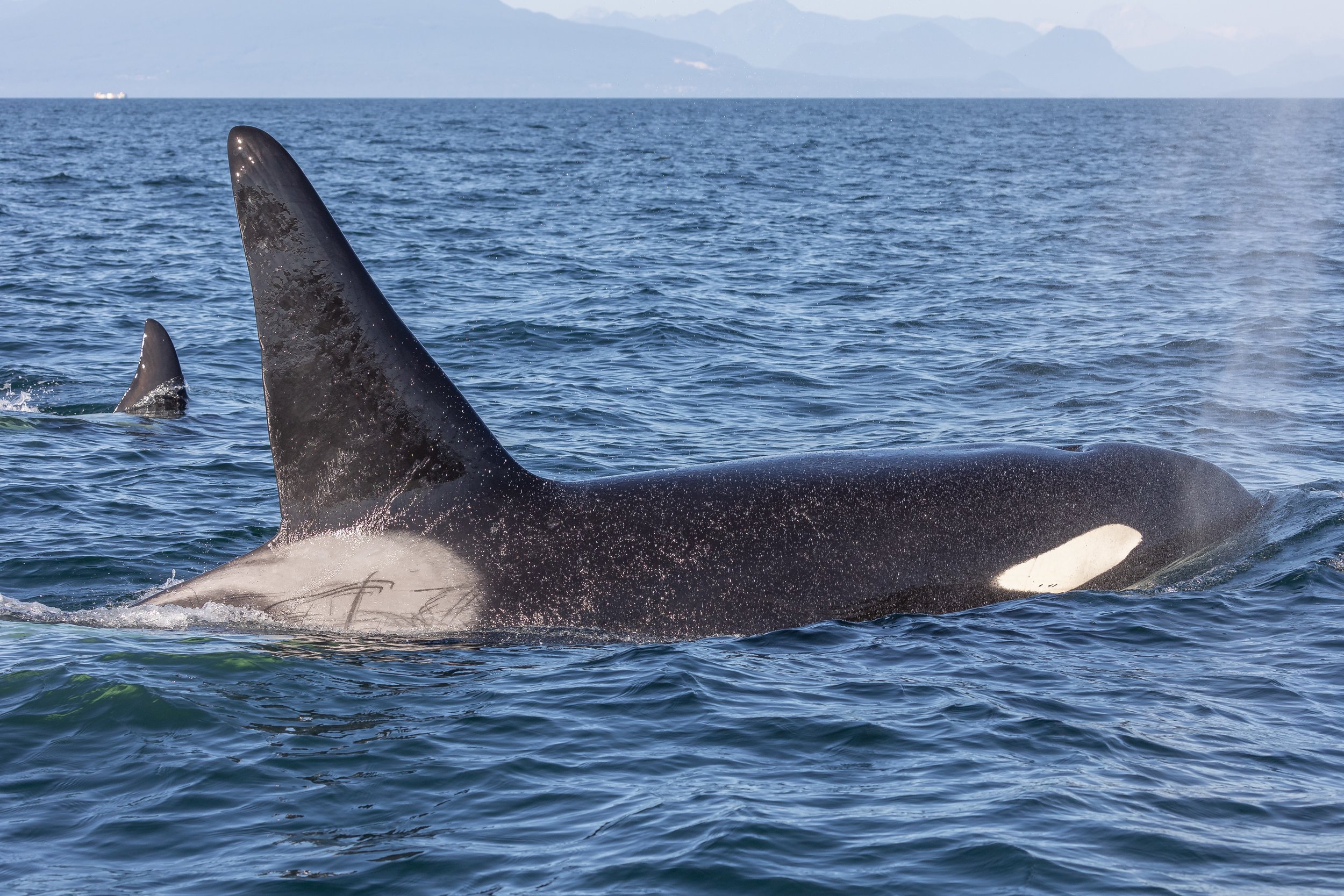 September 14, 2023 - Countless whales!