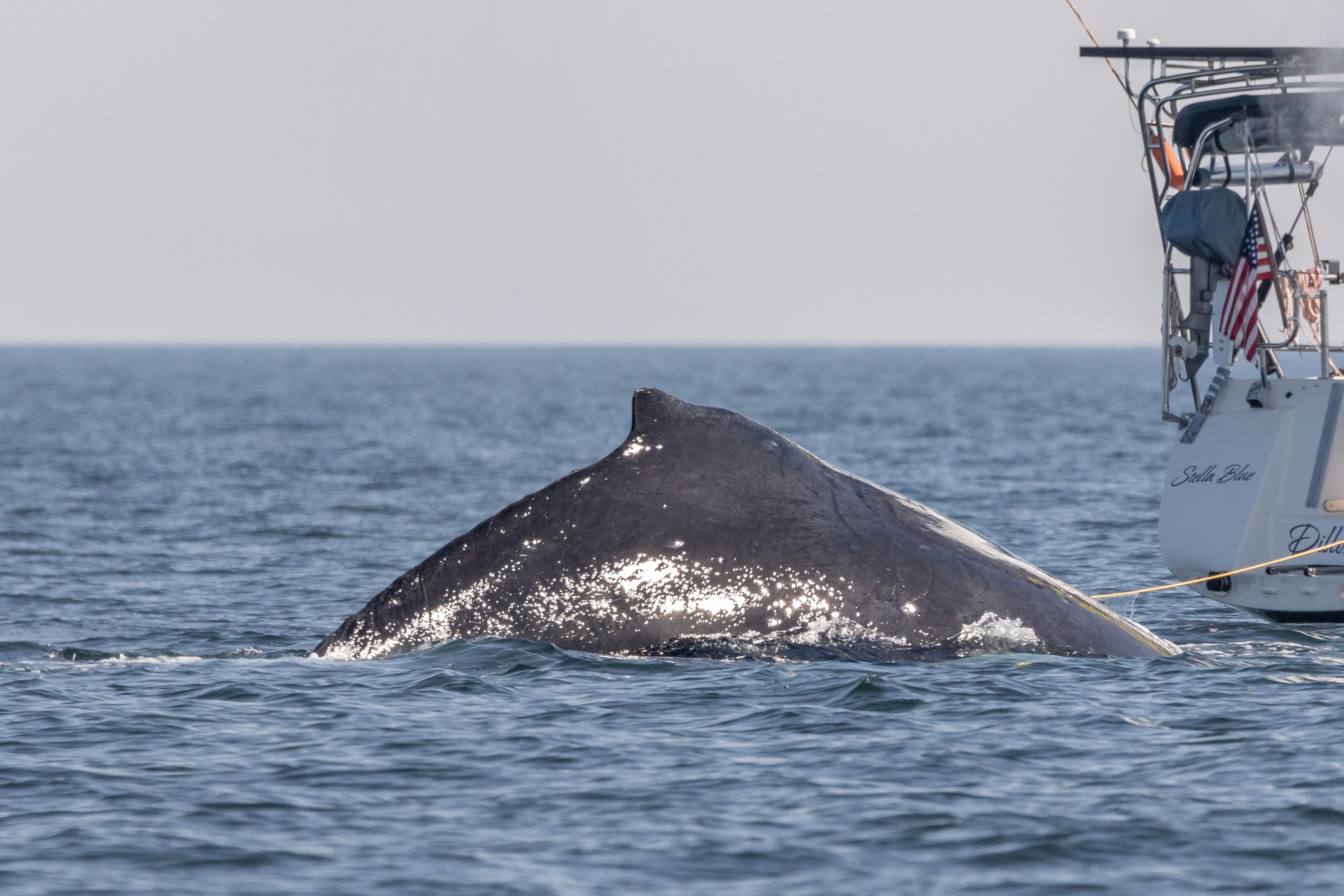 September 15, 2023, 10:30 AM - Another exciting Double-species Day!