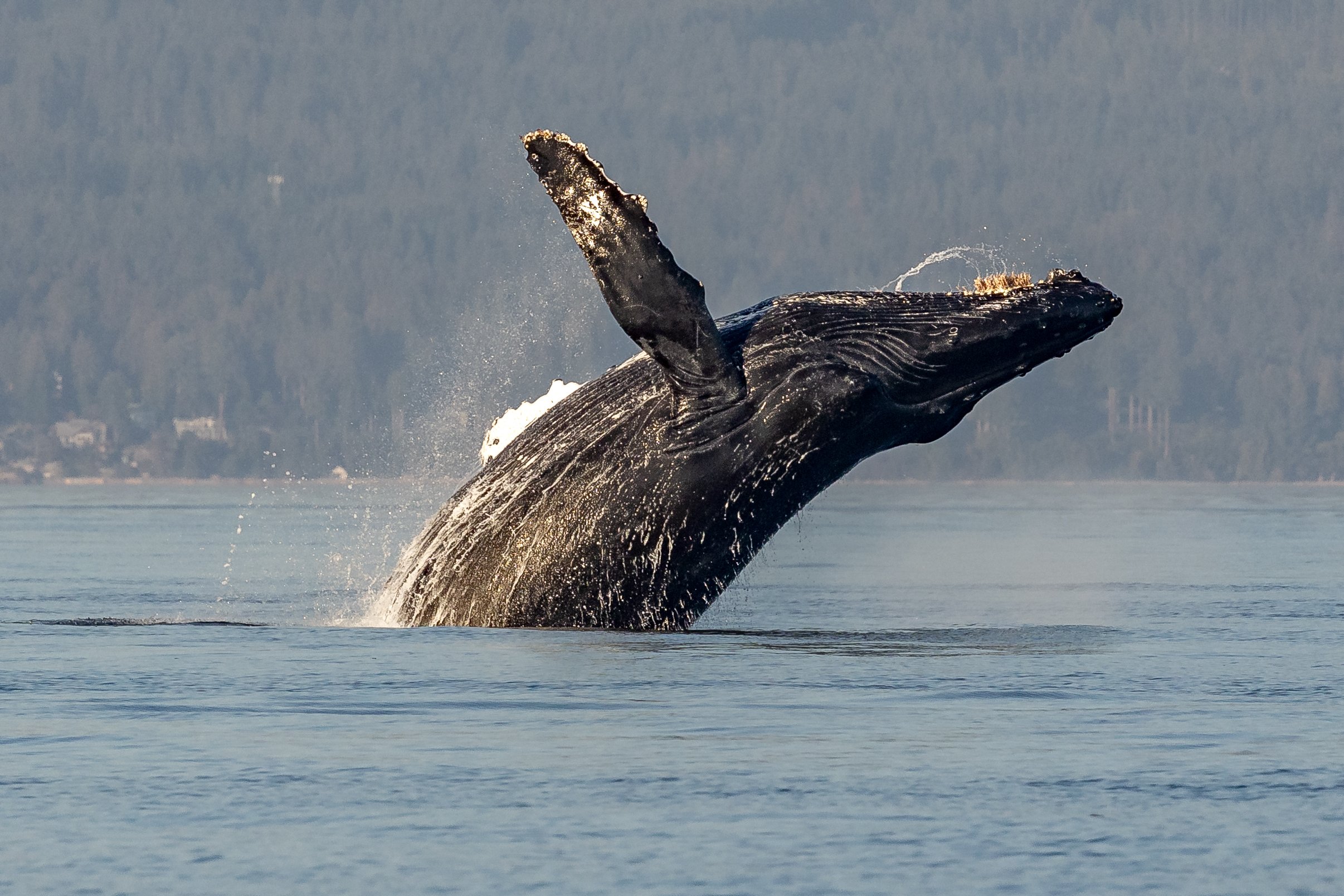 September 15, 2023, 3:30 PM - Humpbacks humpbacks everywhere!