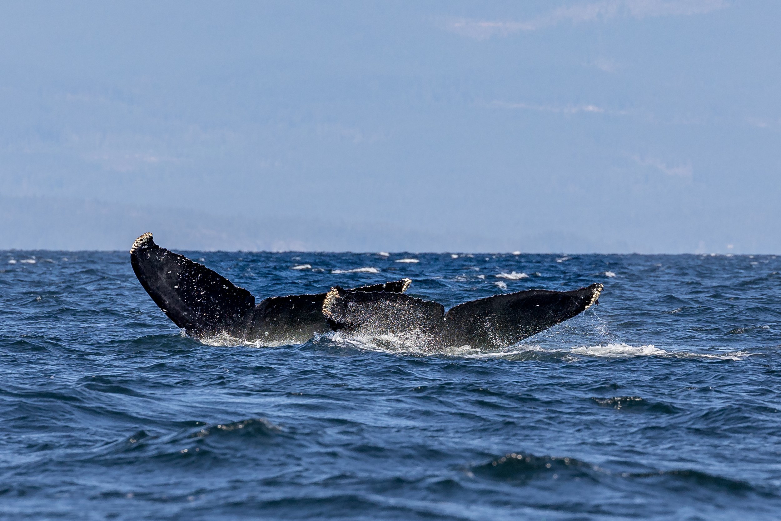 September 21, 2023 - Humpbacks near North Nanaimo