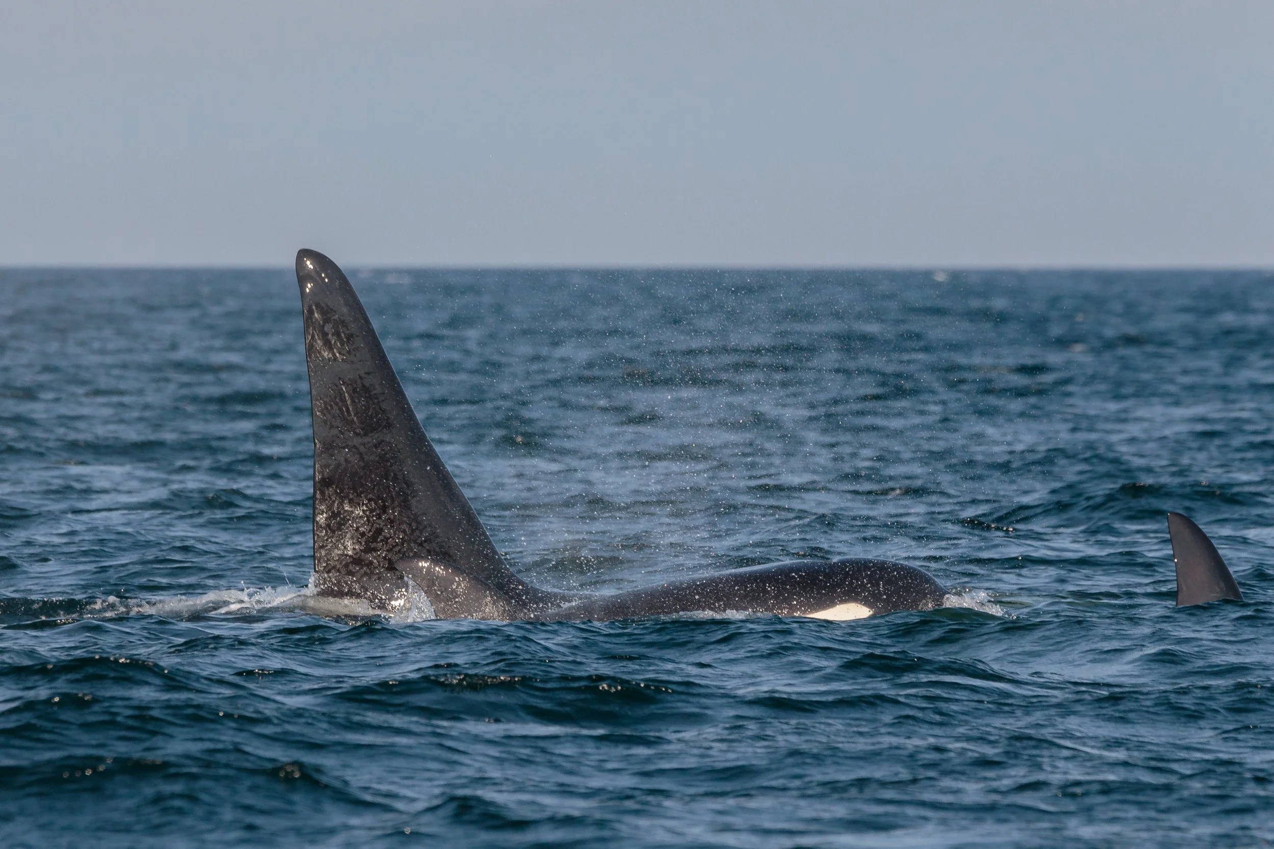 September 22, 2023 - T-party in Nanoose Bay with a side of Humpbacks