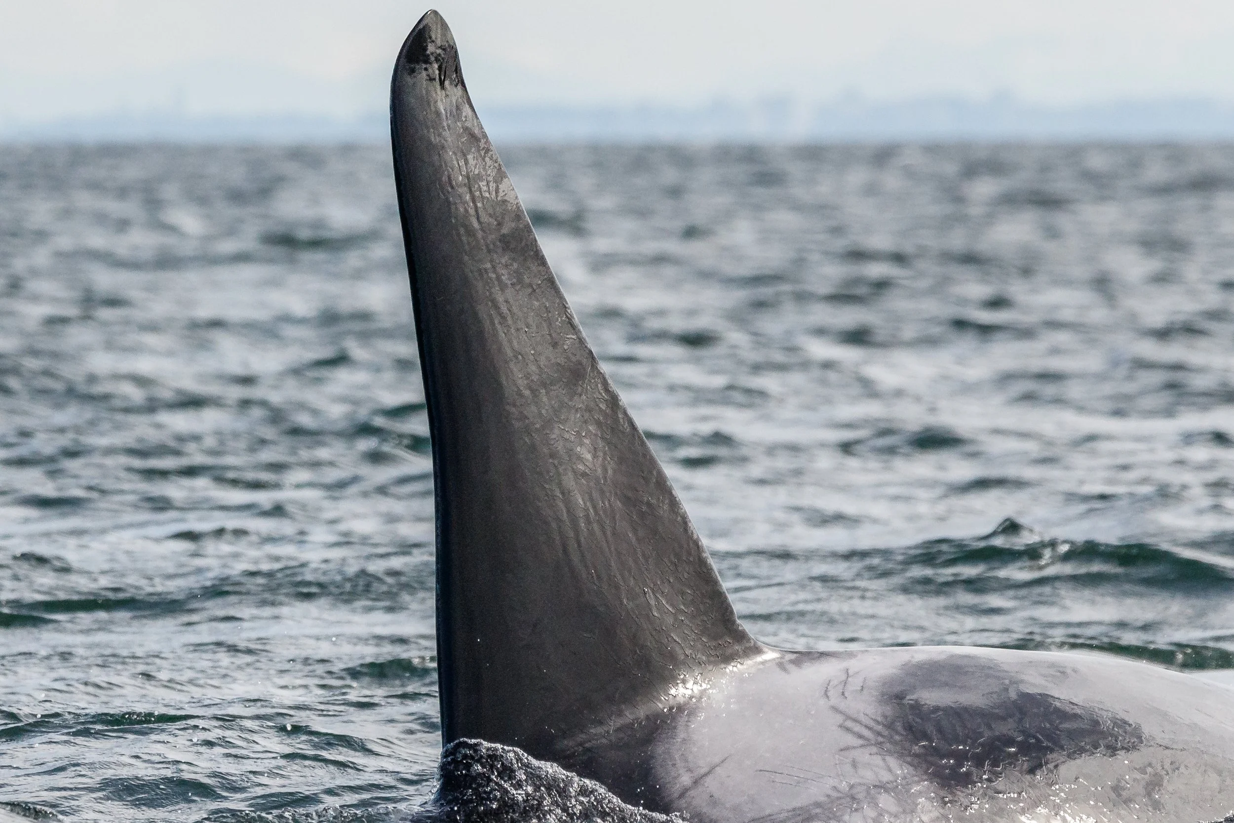 September 24, 2023 - Orca vs Humpback Showdown