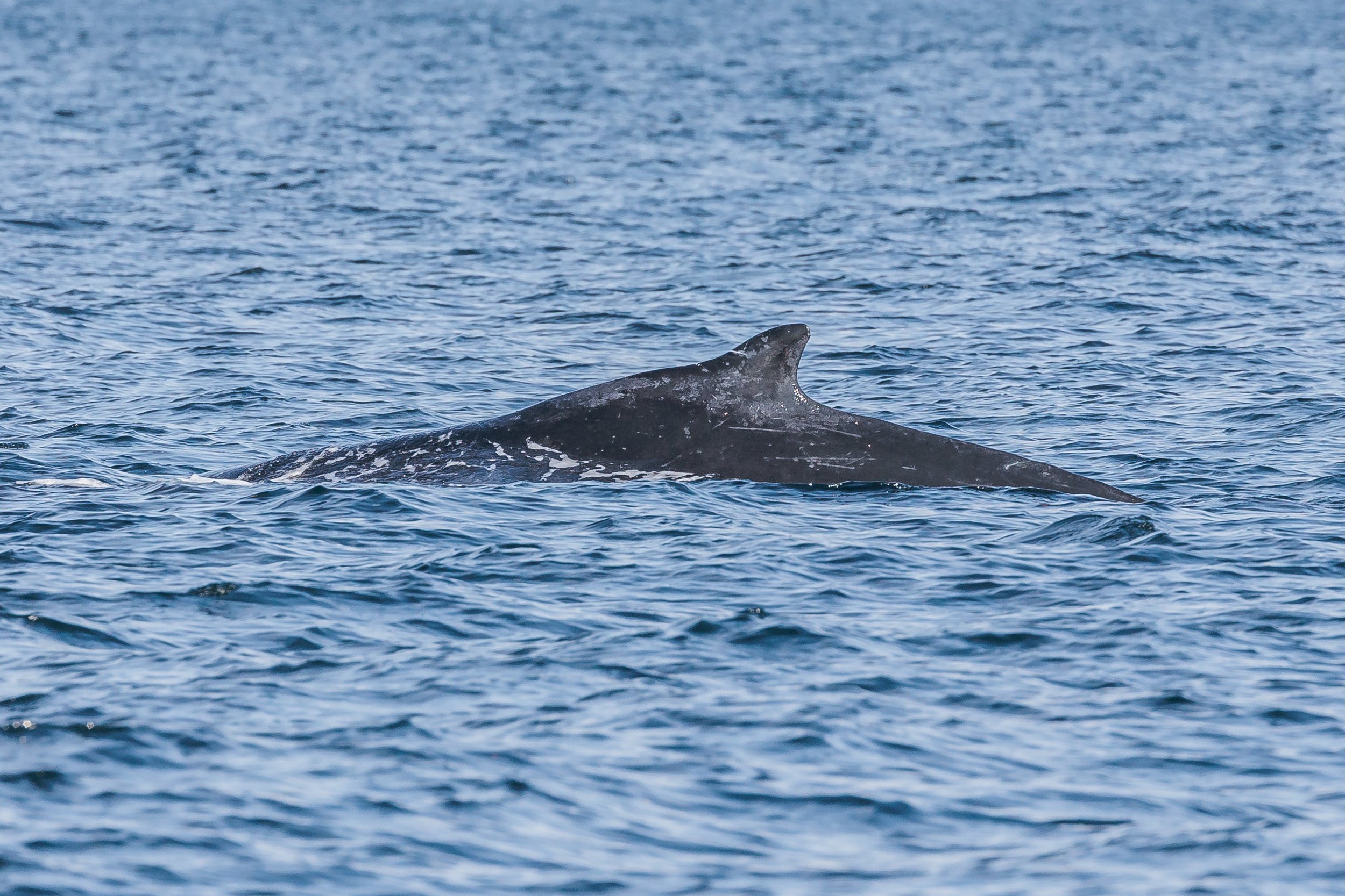 September 28, 2023 - A whole lot of Humpbacks! 