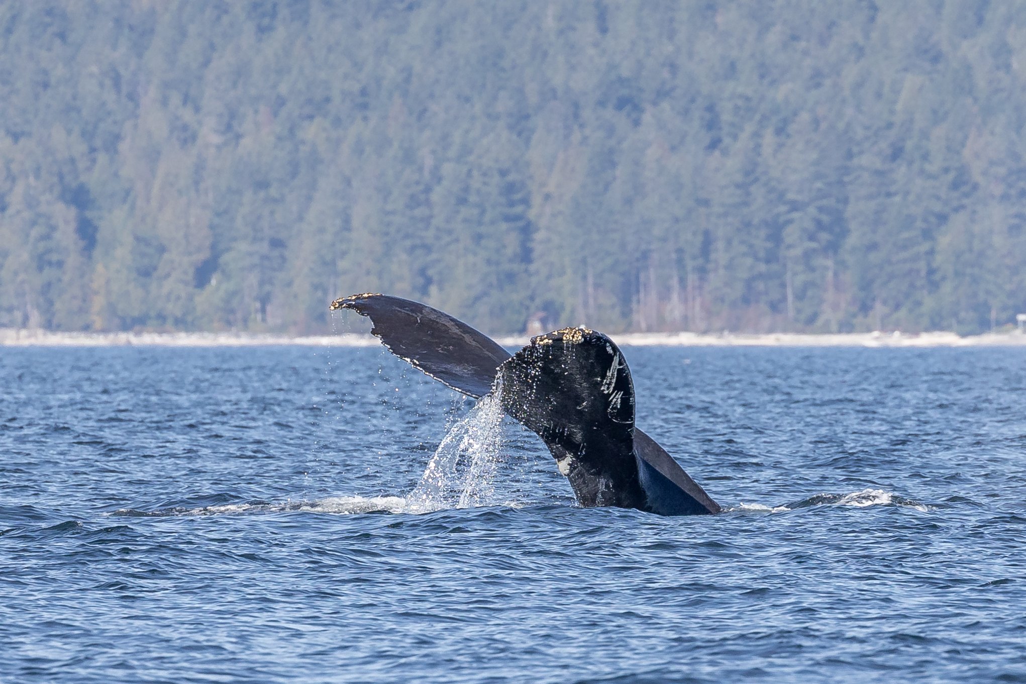 October 6, 2023 - Feathers and Fins Feeding Frenzy off Sechelt