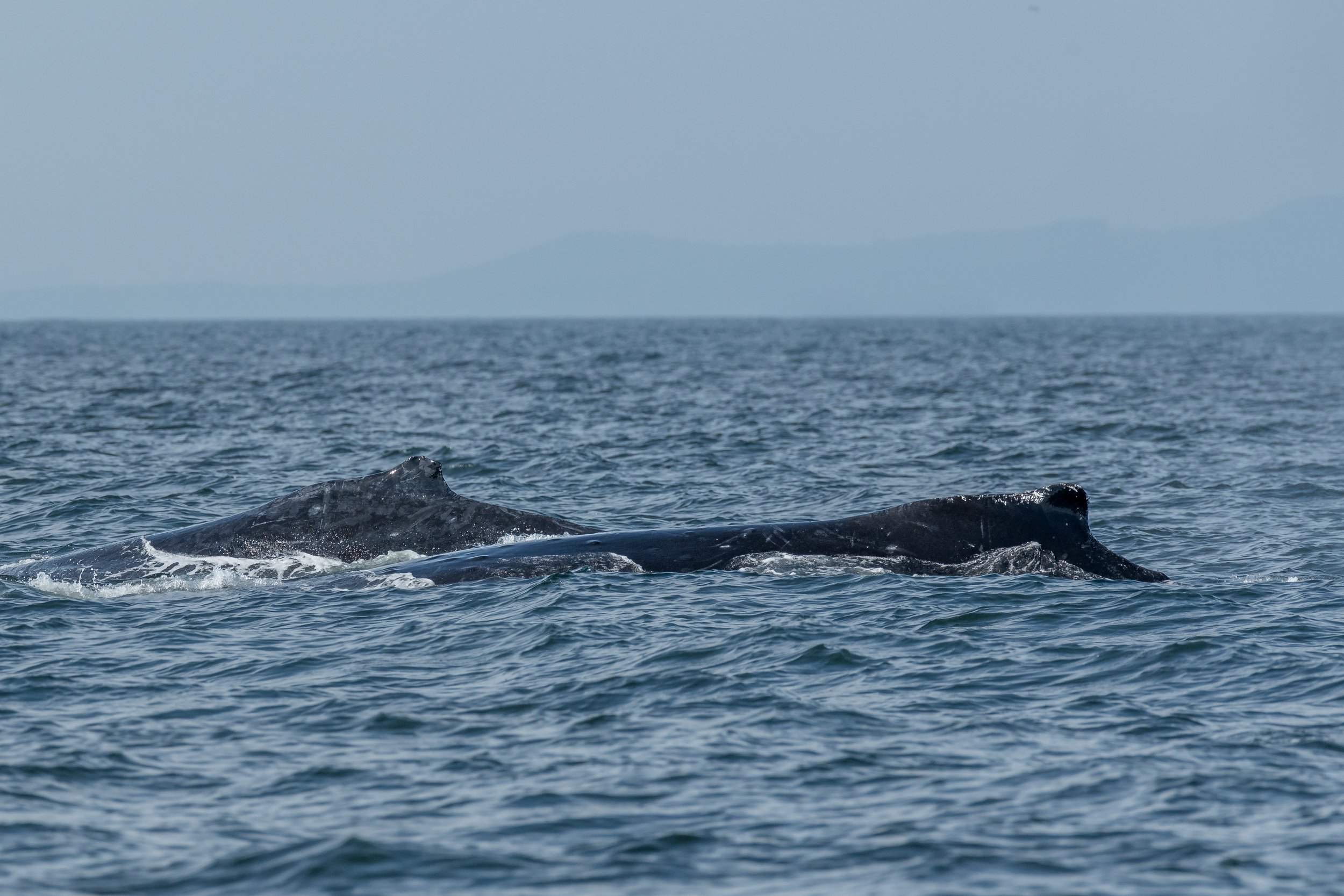 October 8, 2023 - Snoopy, Bullet, and BCX1965 in the Strait, and Exploring the Gulf Islands