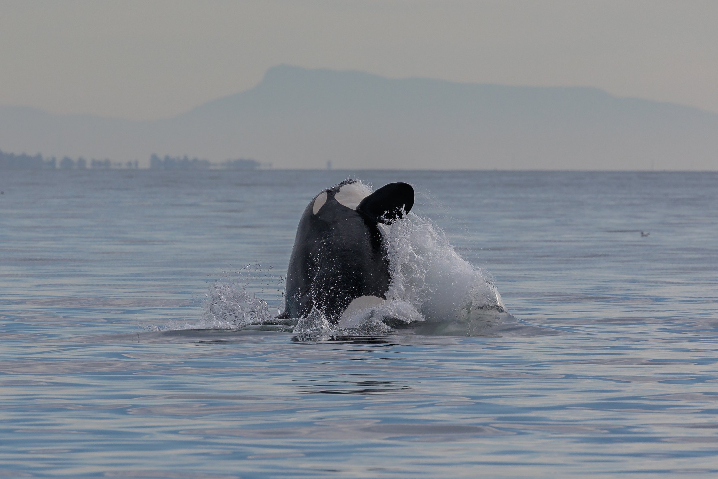 October 13, 2023 - The T035As and T038As Hunting as well as 7 different humpbacks!