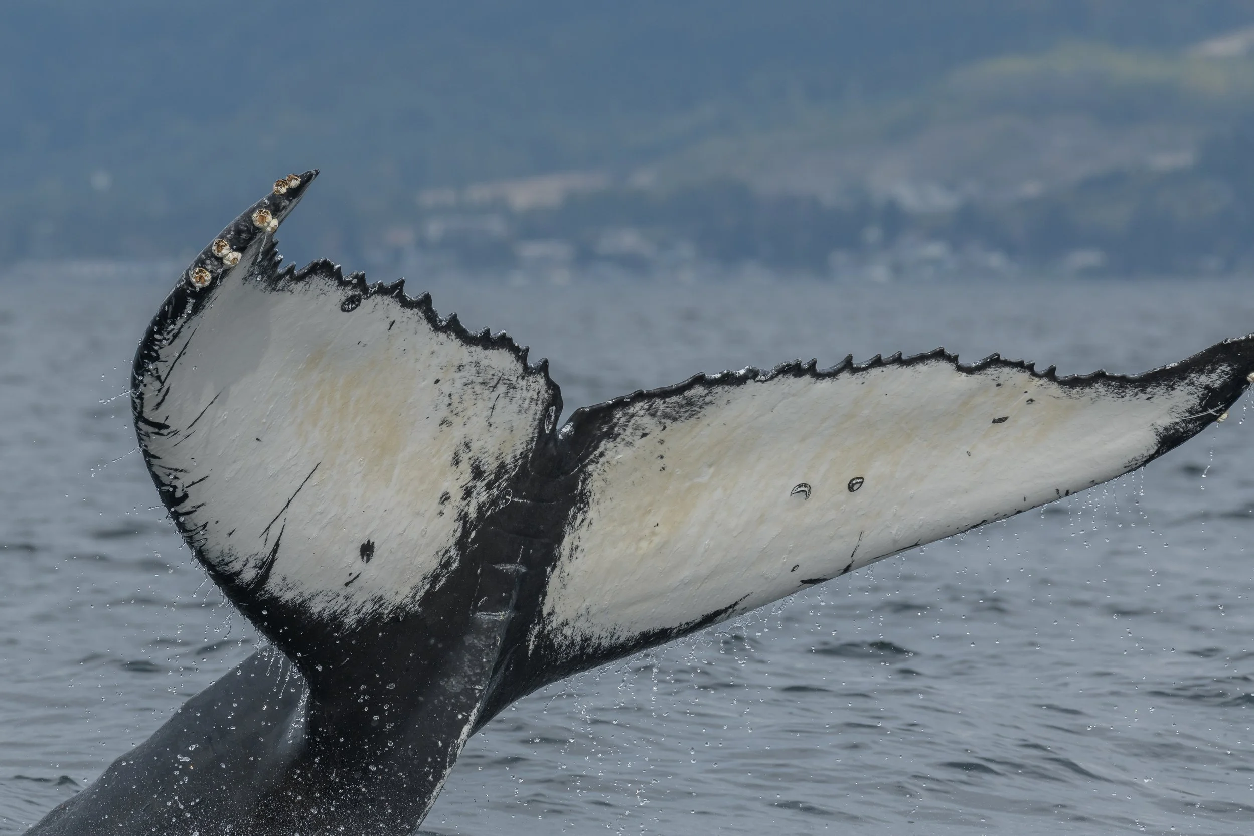 October 14, 2023 - Three pairs of Humpbacks near Halibut Bank