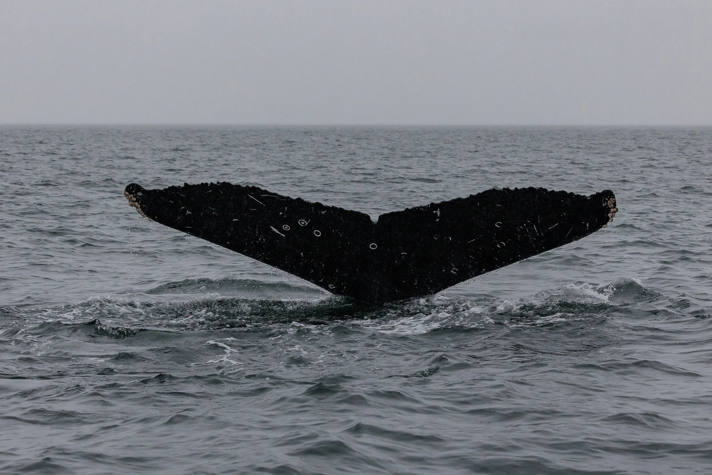 October 18, 2023 - Another Bowl of Humpback Soup Please! 