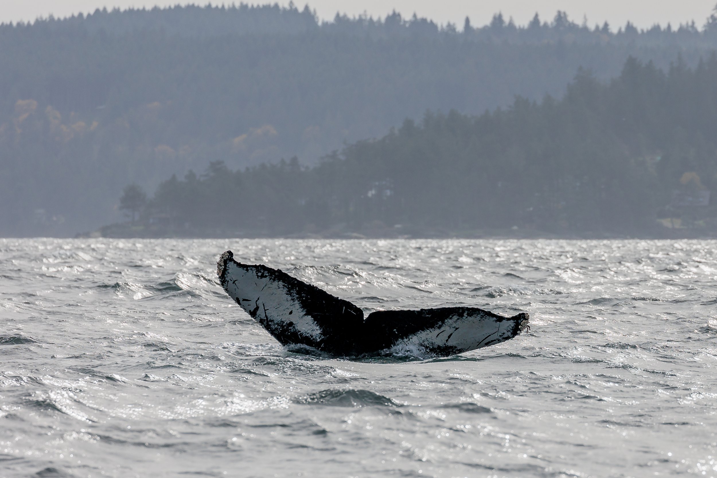 October 20, 2023 - Humpbacks Stripe, Twinning, Dandelion, and another close to home.