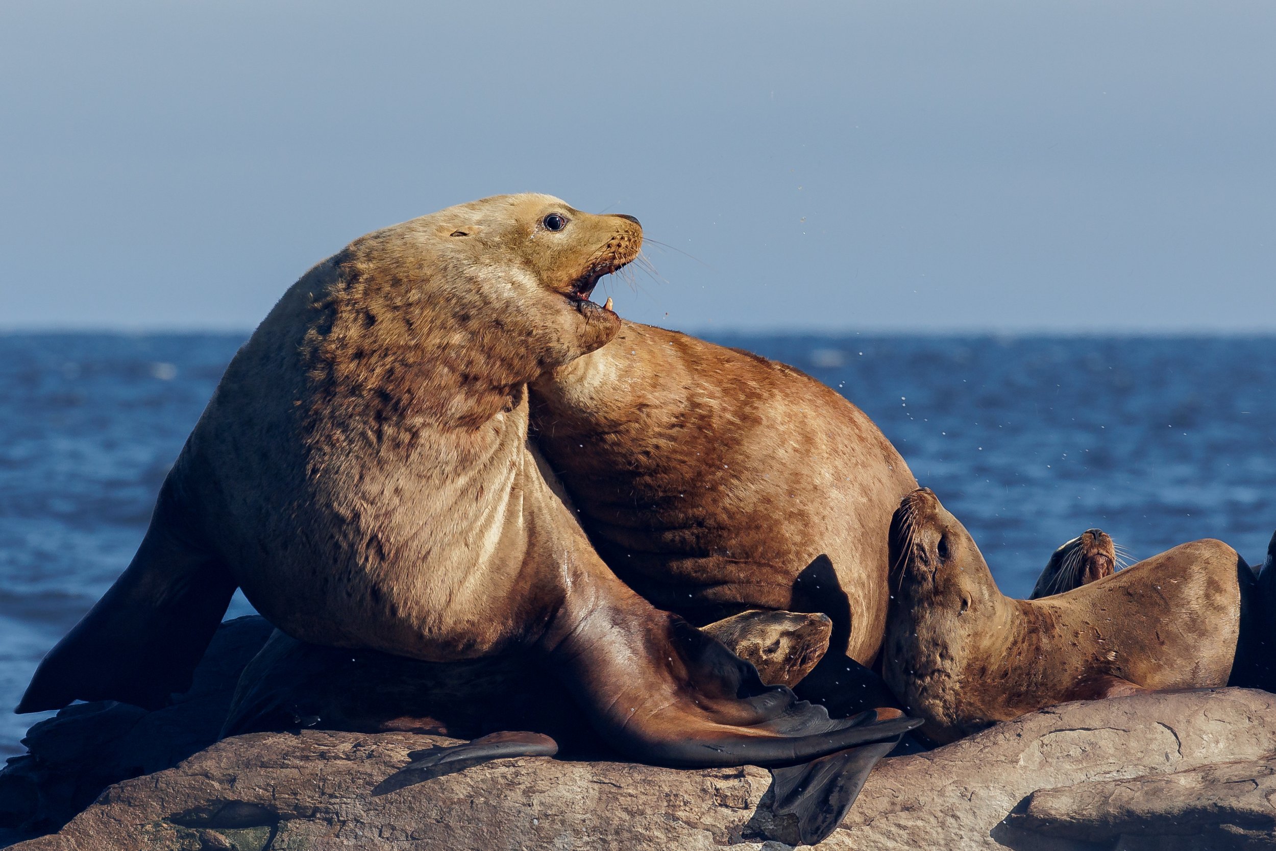 October 22, 2023 - Seals, Sea Lions and Eagles out and about today! 