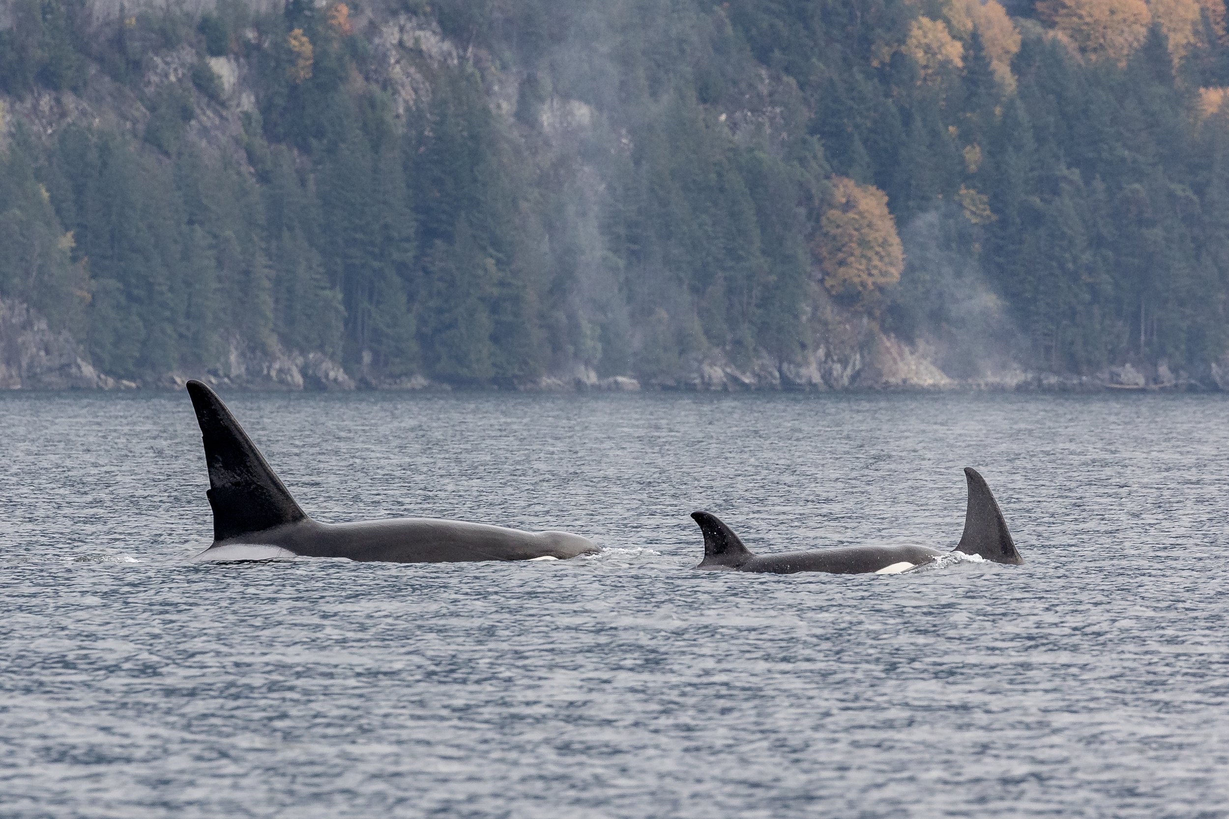 November 1, 2023 - The T123s and some Humpbacks near Howe Sound