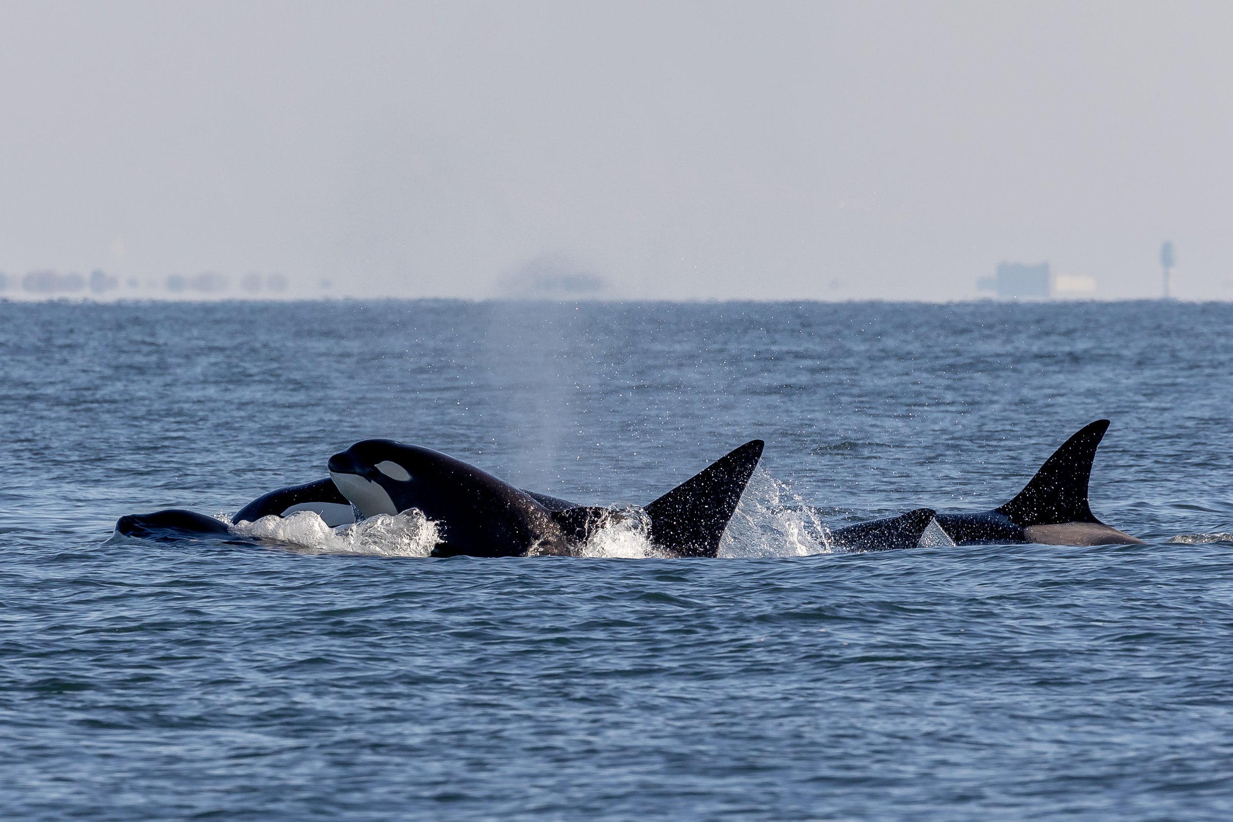 October 28, 2023 - FIVE different orca matrilines in one day (plus some humpbacks too)