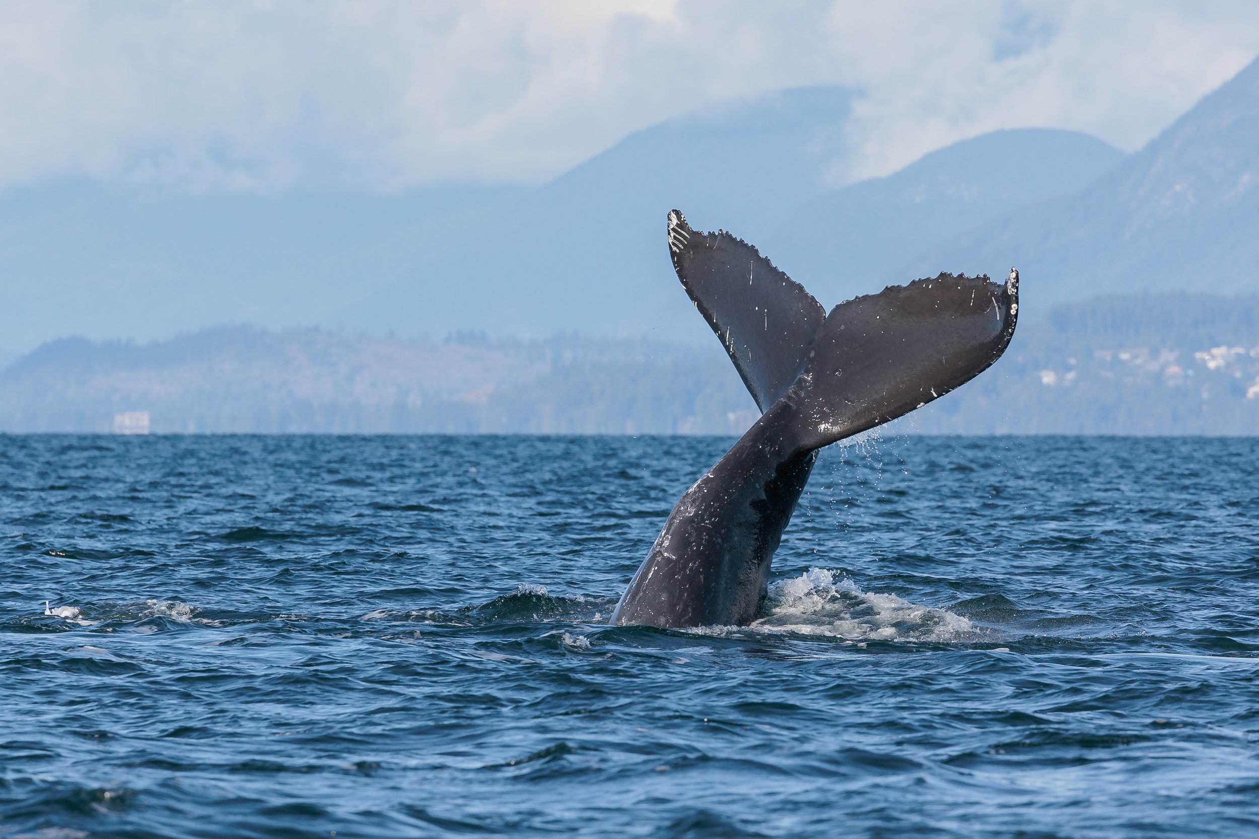 November 13, 2023 - Humpback whales everywhere! 