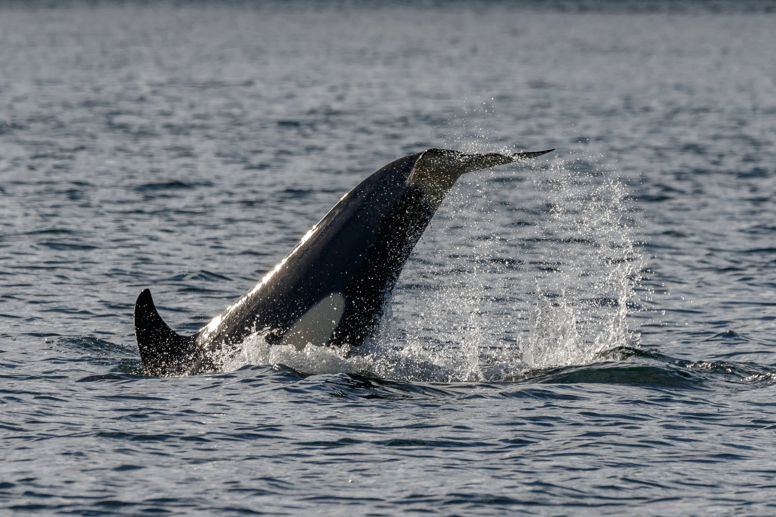 November 16, 2023 - Spending time with the T018s and T035As close to home