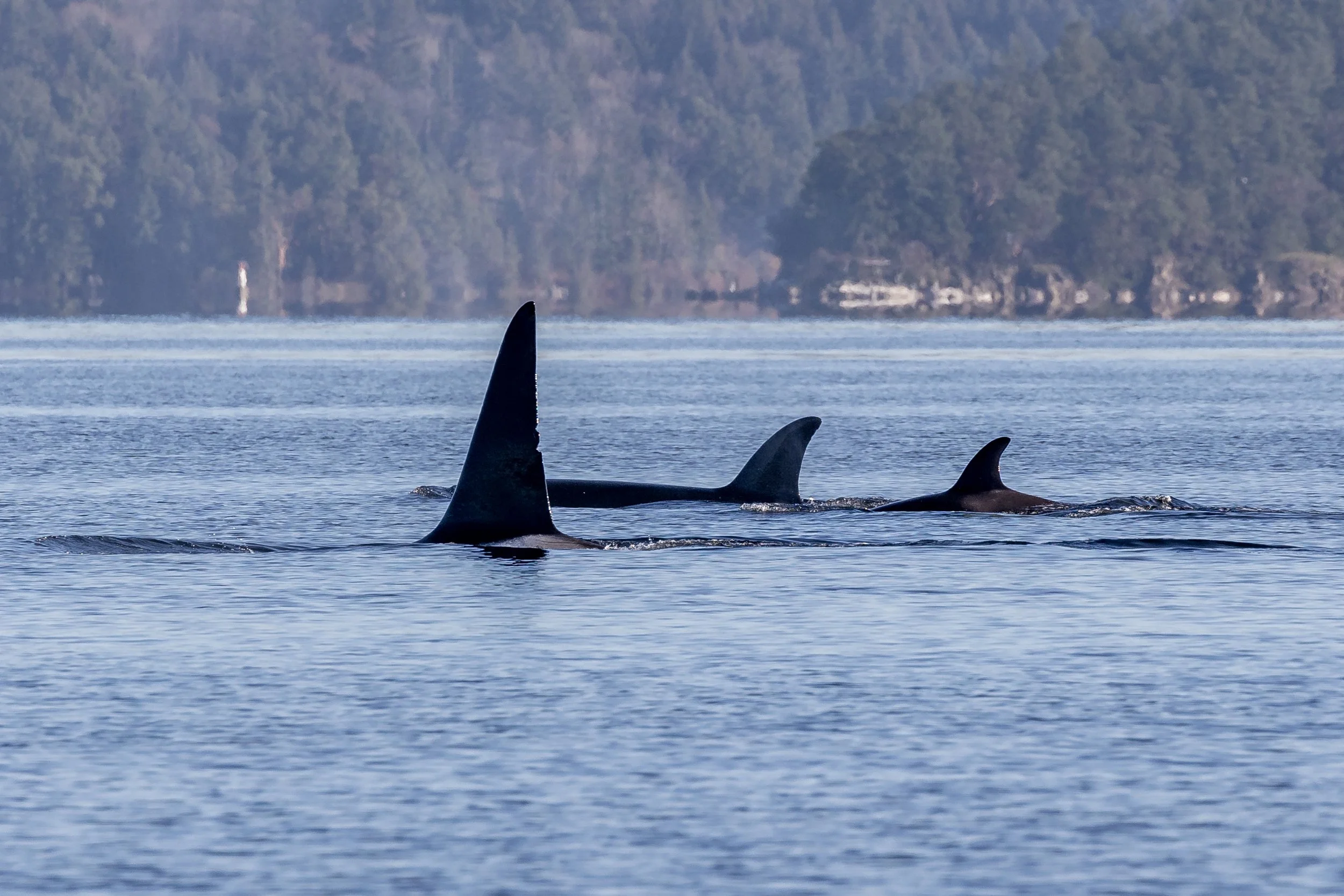 November 17, 2023 - A funky pod of orca we have never seen before, the T068Cs!