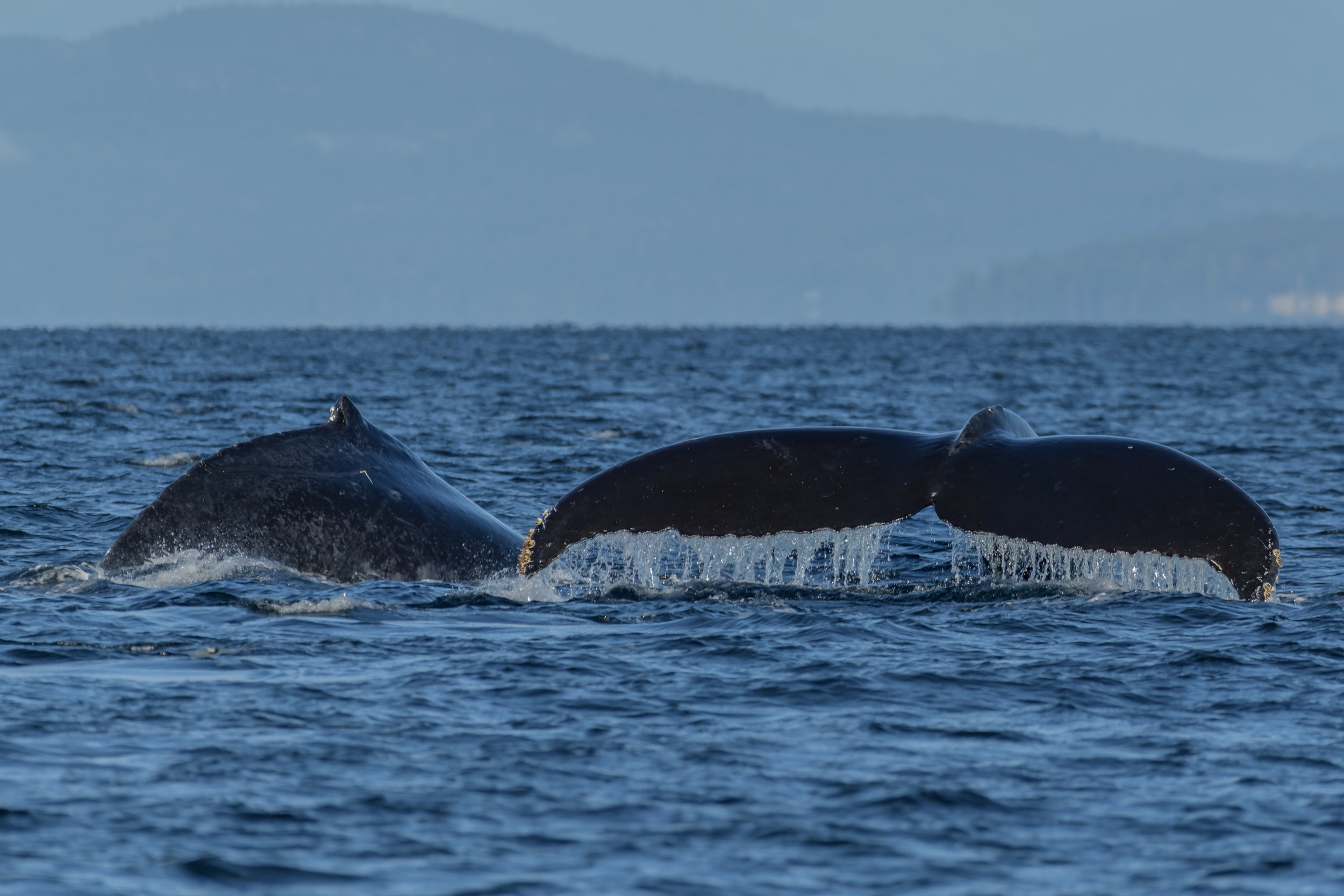 November 24, 2023 - Humpbacks, Humpbacks, Humpbacks! 