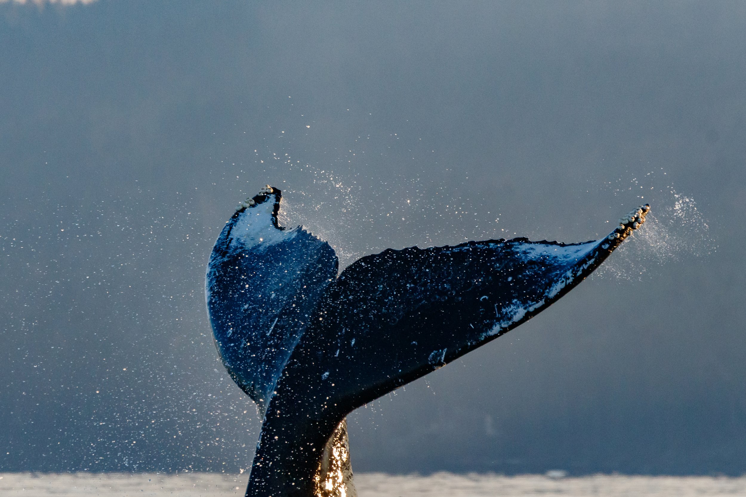 November 29, 2023 - Humpbacks to the left of me, Humpbacks to the right, here I am stuck in the middle with Crew!