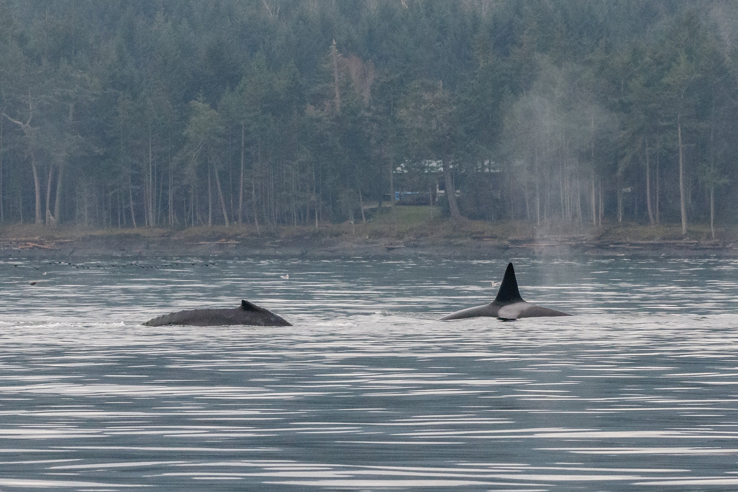 December 18, 2023 - Humpbacks and Orca and Sea Lions, Oh my!