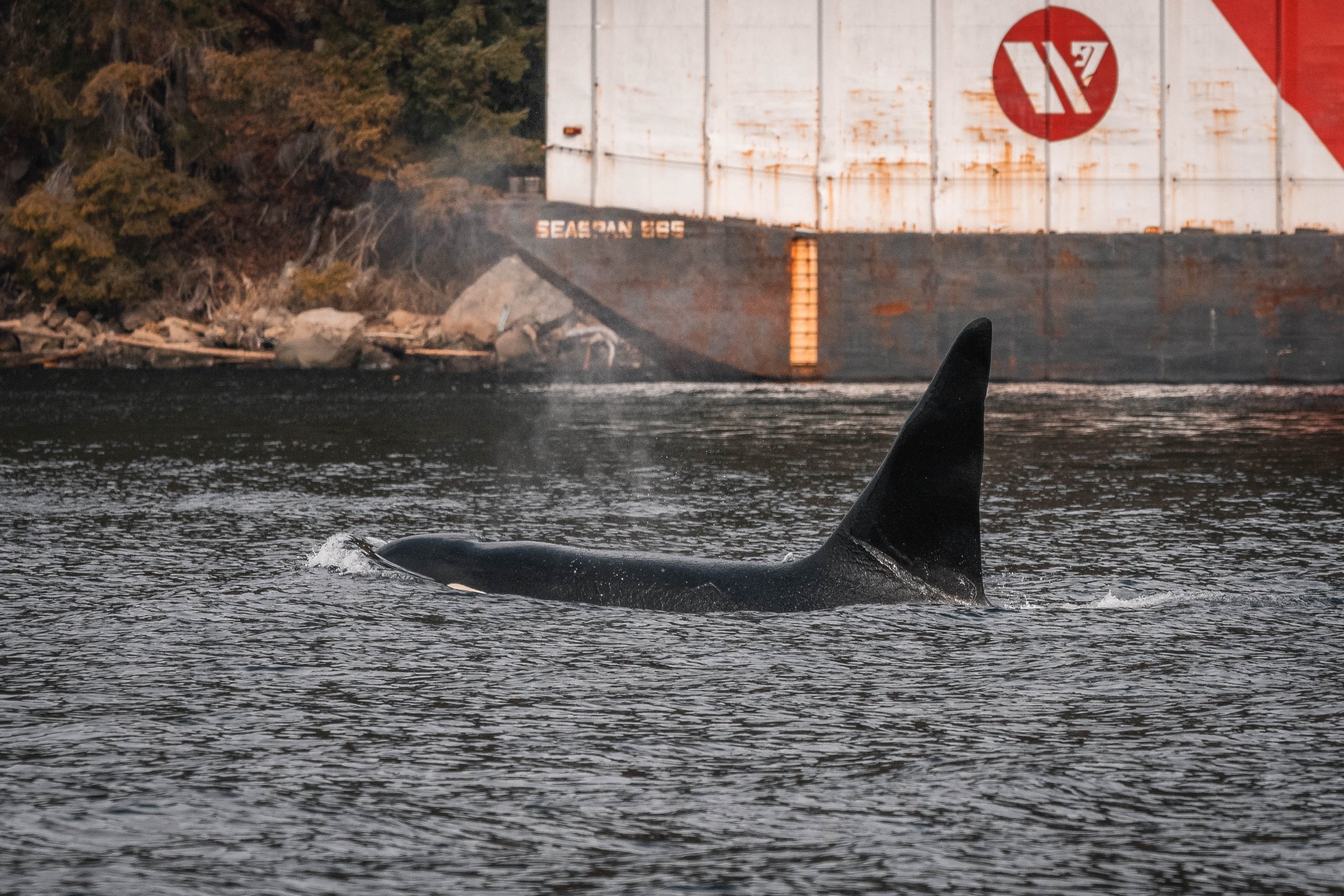 February 19, 2024 - Fan favourites in the Southern Gulf Islands, The T018s!