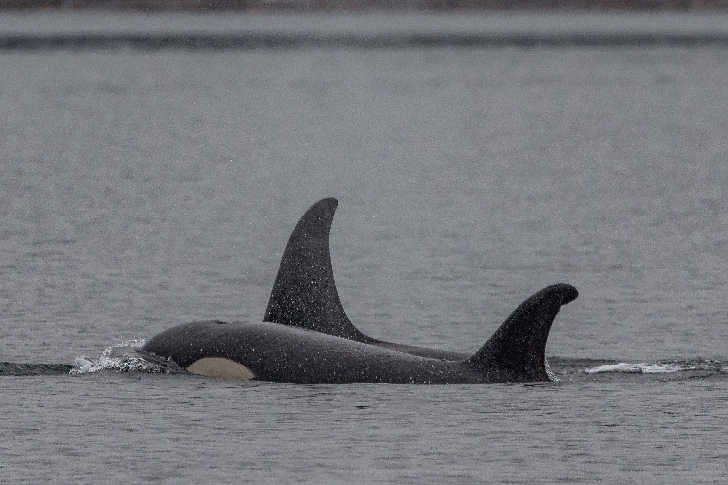 February 21, 2024 - Northern Residents in Howe Sound