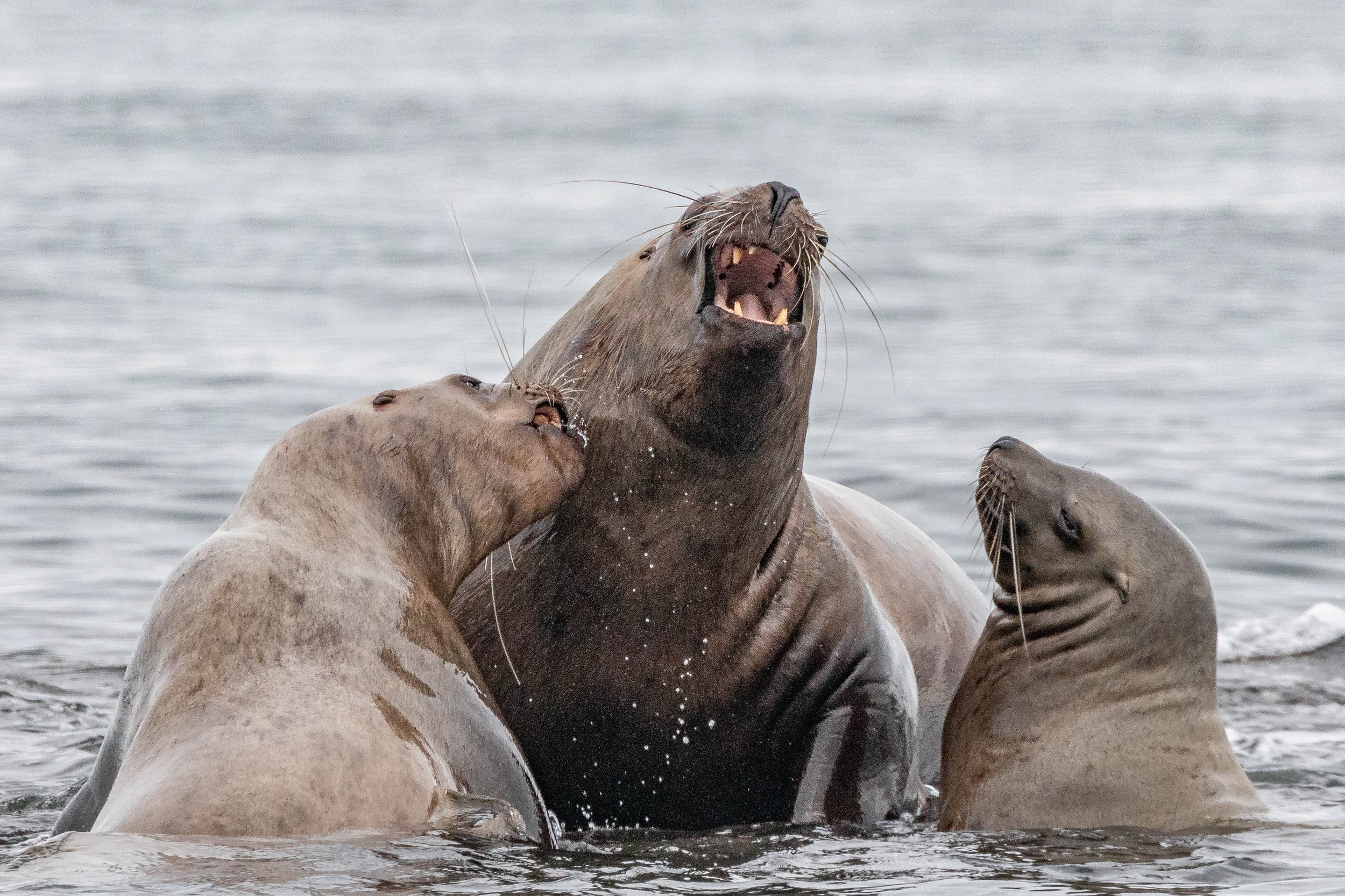 March 6, 2024 - A day full of Birds, Harbor Seals and Sea Lions!