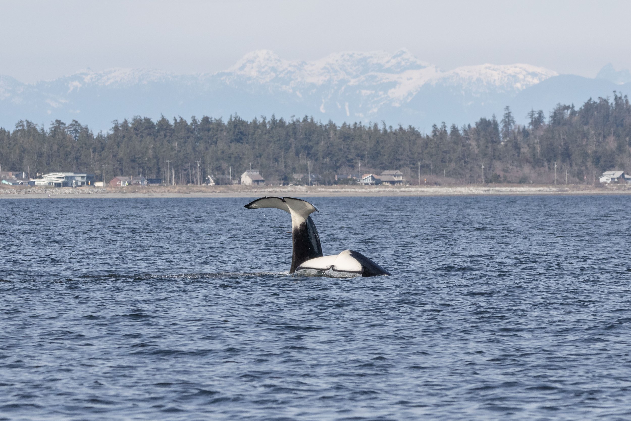 March 19, 2024 - The T049As near Denman Island