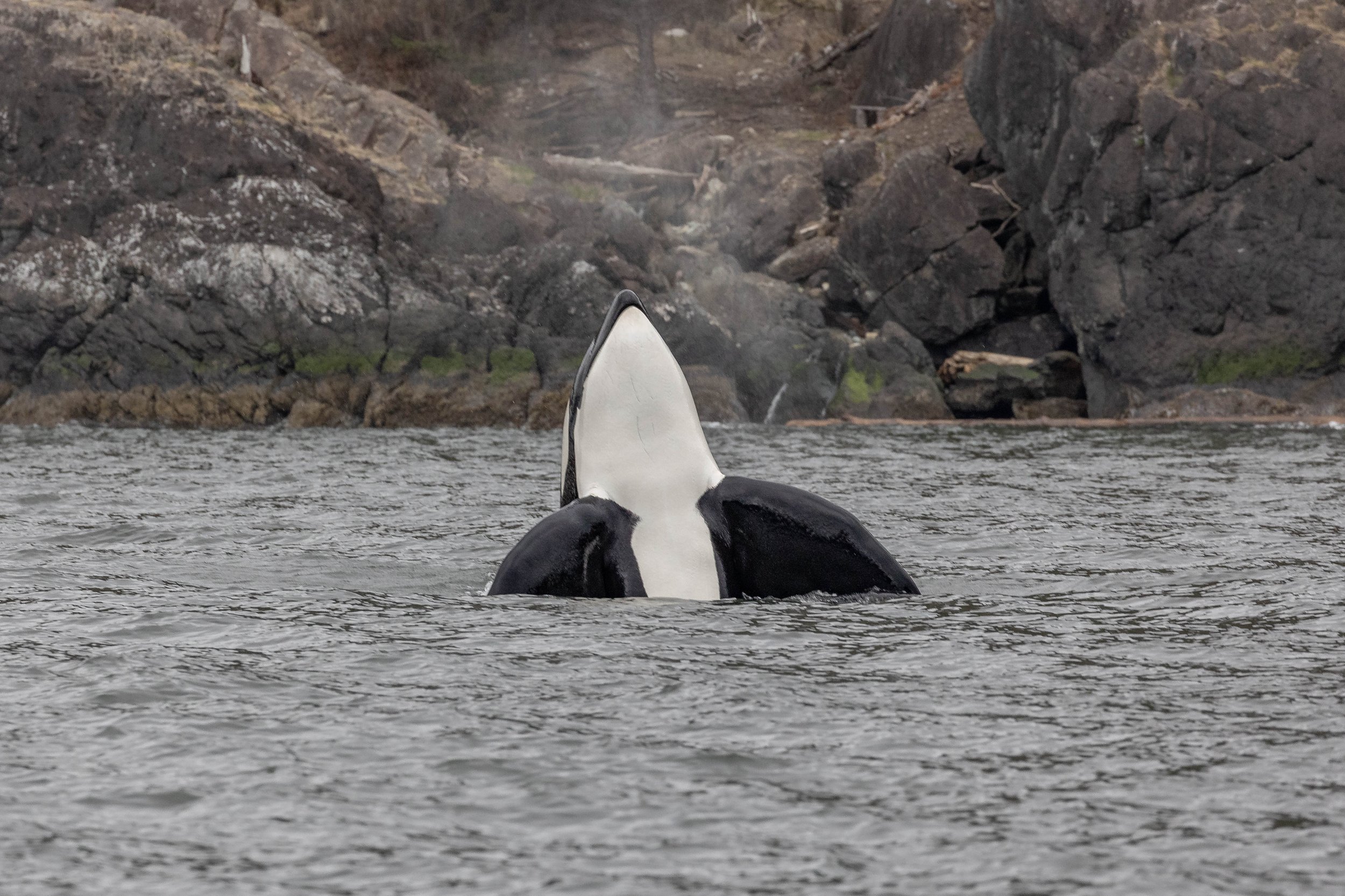 March 22, 2024 - The T090s and T124A2s sleepily cruise through Howe Sound