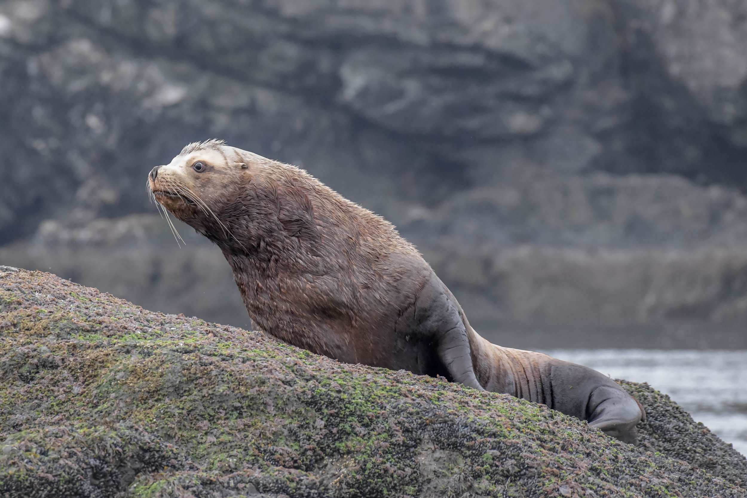March 24, 2024 - Foggy Adventures to the north