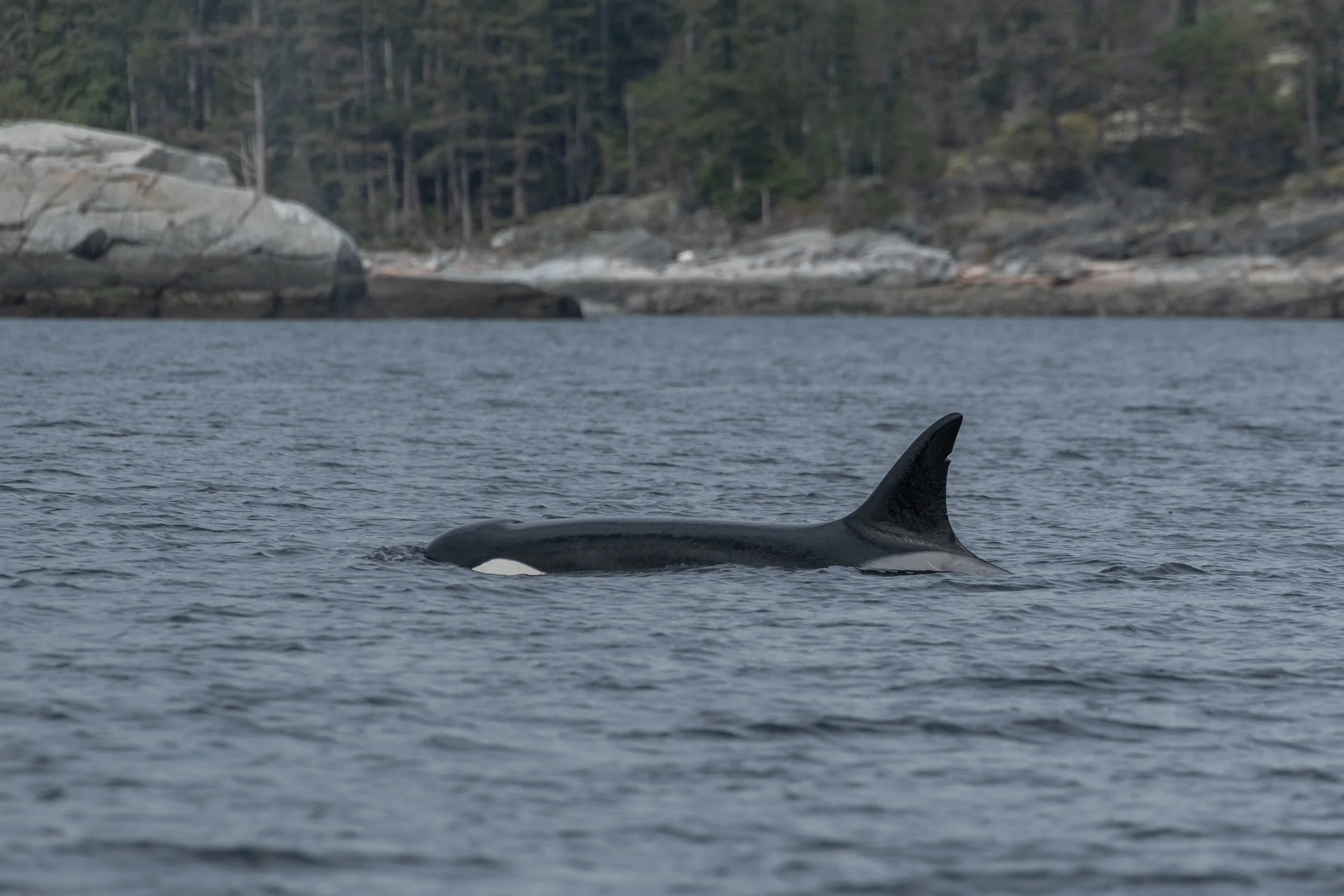 March 25, 2024 - T023 in Malaspina Strait