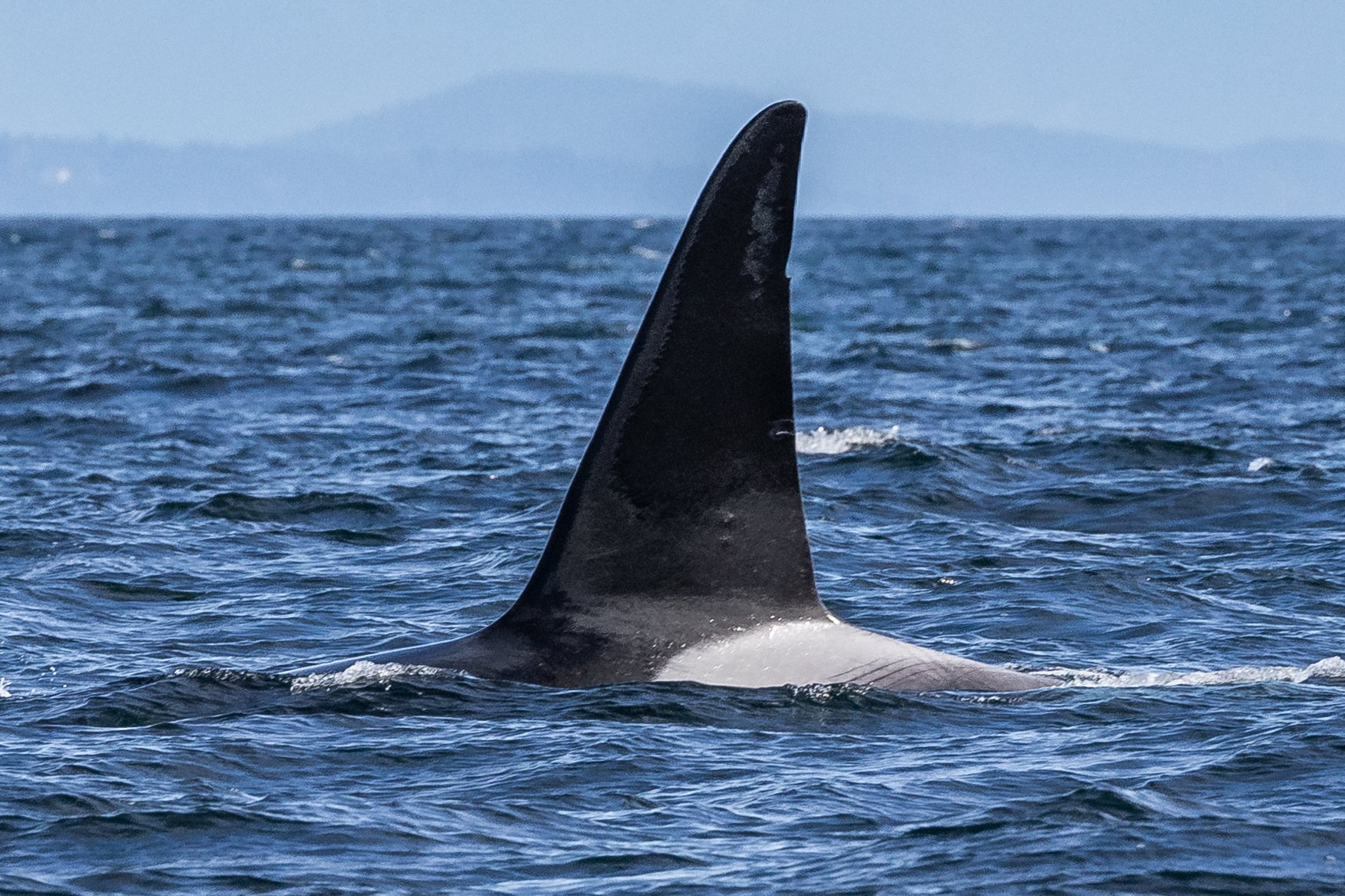 March 29, 2024 - An orca extravaganza!