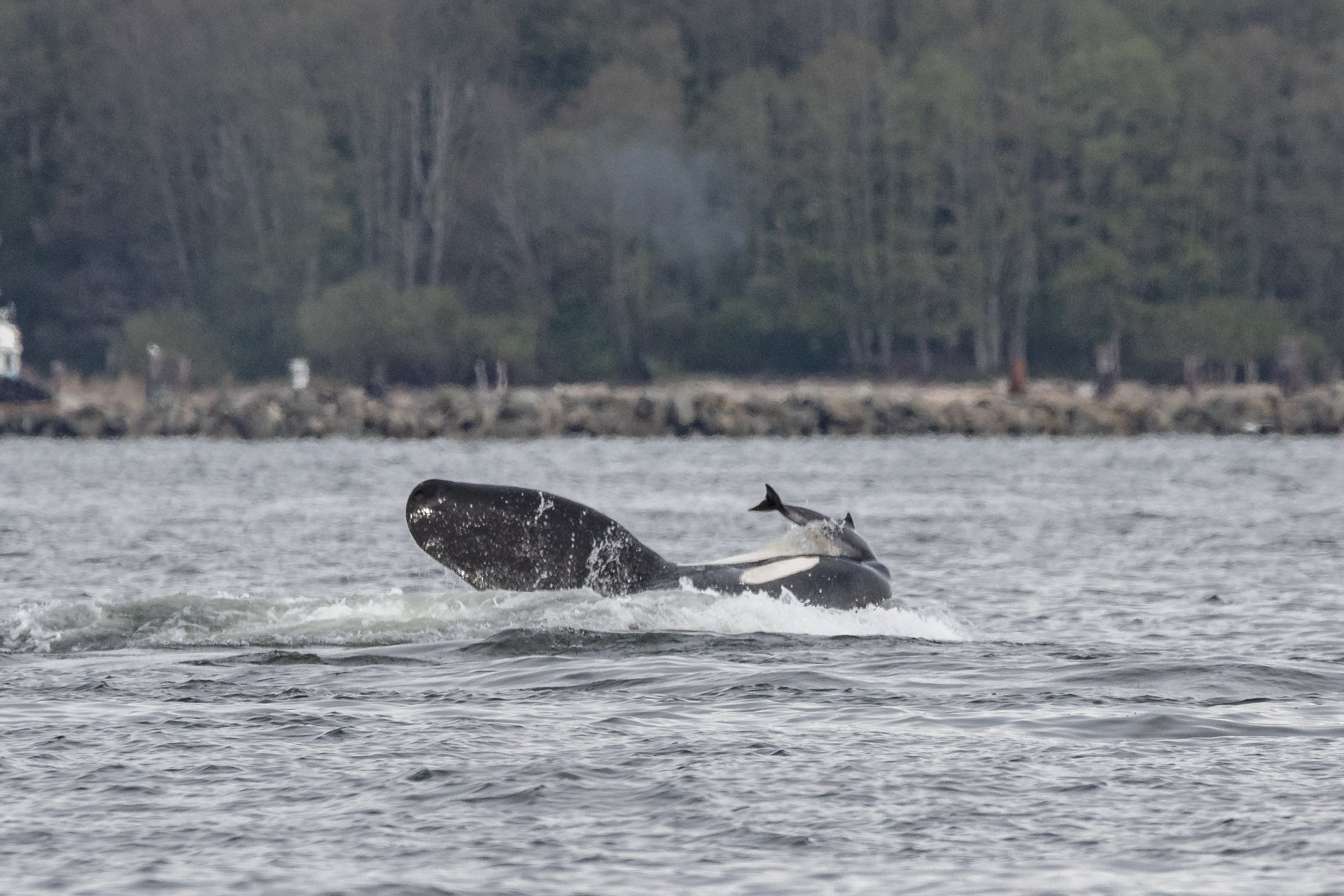 April 3, 2024 - The T137s Snack on a Porpoise!
