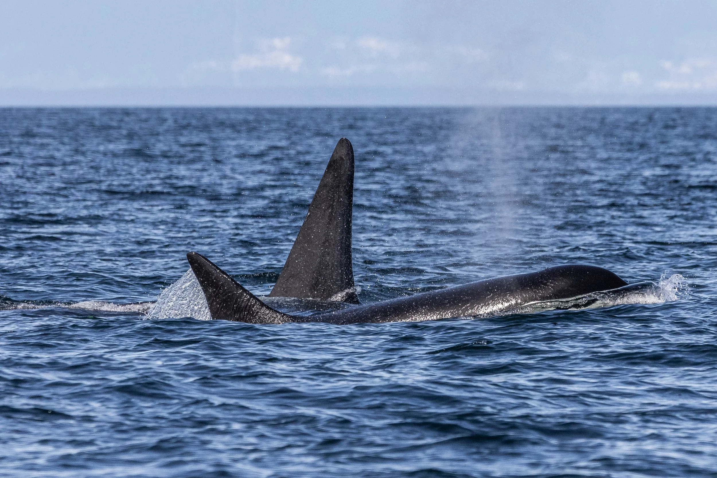 April 9, 2024 - T101s, T100s, T036As and T049A3 having a T-party