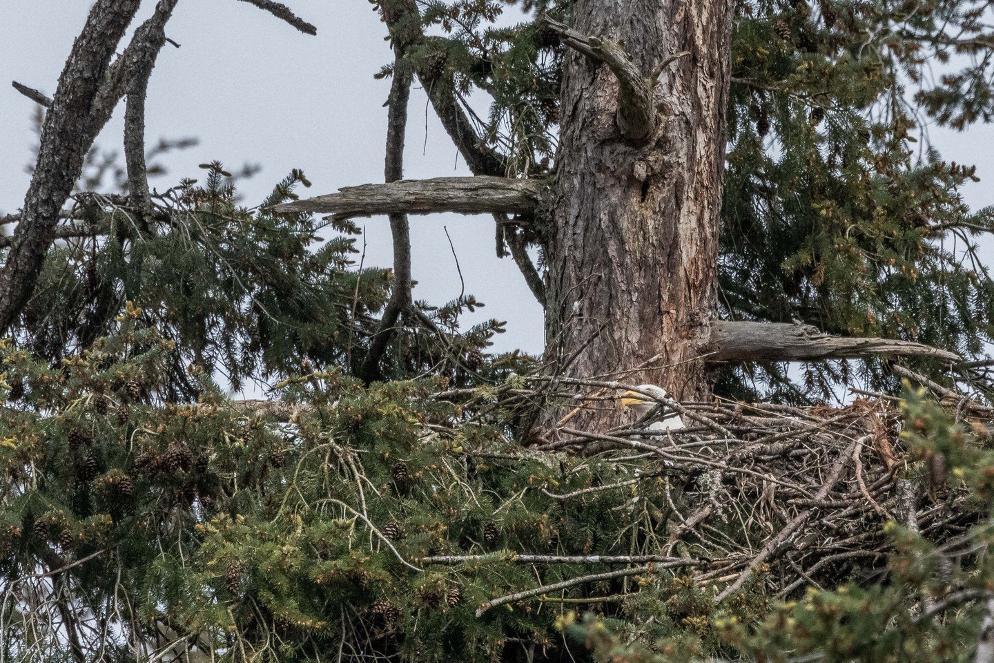 🚨New Baby Alert!🚨

Ok, maybe we got a little too excited, no new babies yet! However, we spotted a pair of Bald Eagles that have returned to their nest! We have affectionately named them Bonnie and Clyde and one of them was seen sitting in the nest