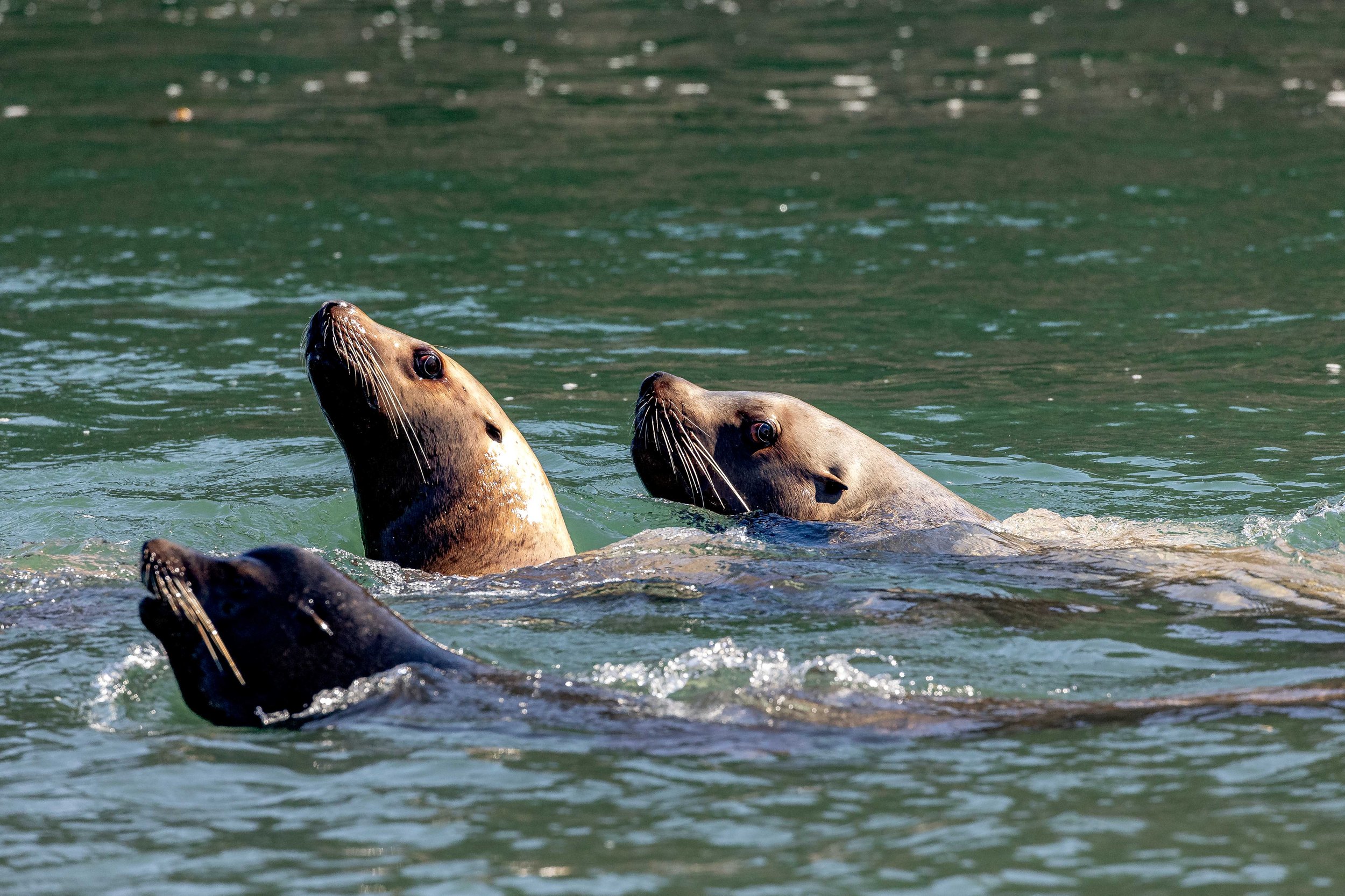 April 13, 2024 - Curious Pinnipeds around the Southern Gulf Islands
