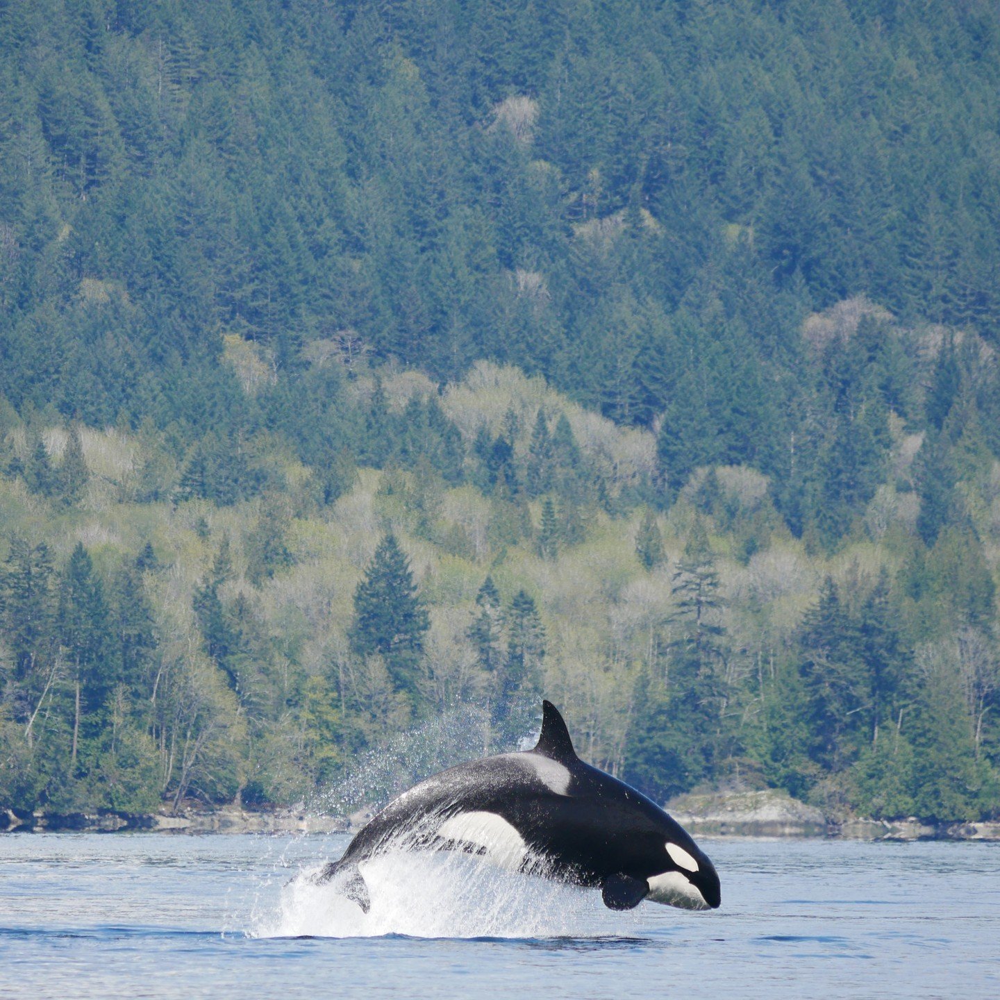 Have you ever seen an orca fly? 

Back in 2019, our tour saw just that. 

Heading over to Howe Sound, we got to witness the T036As hunting, and in the process of trying to stun their prey breach fully out of the water mutiple times. 

To see more ama