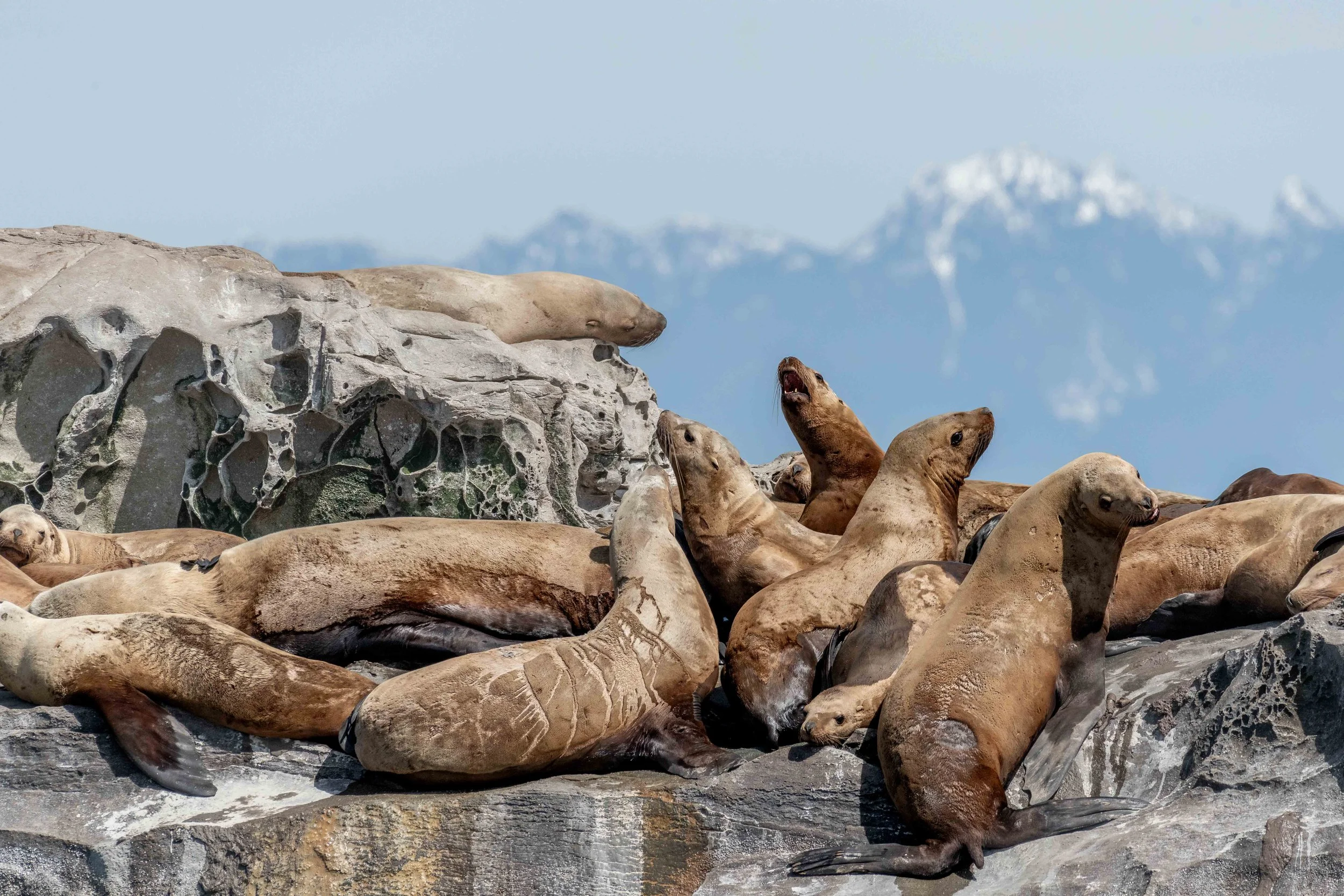 April 14, 2024 - Wild Whale Chase! 