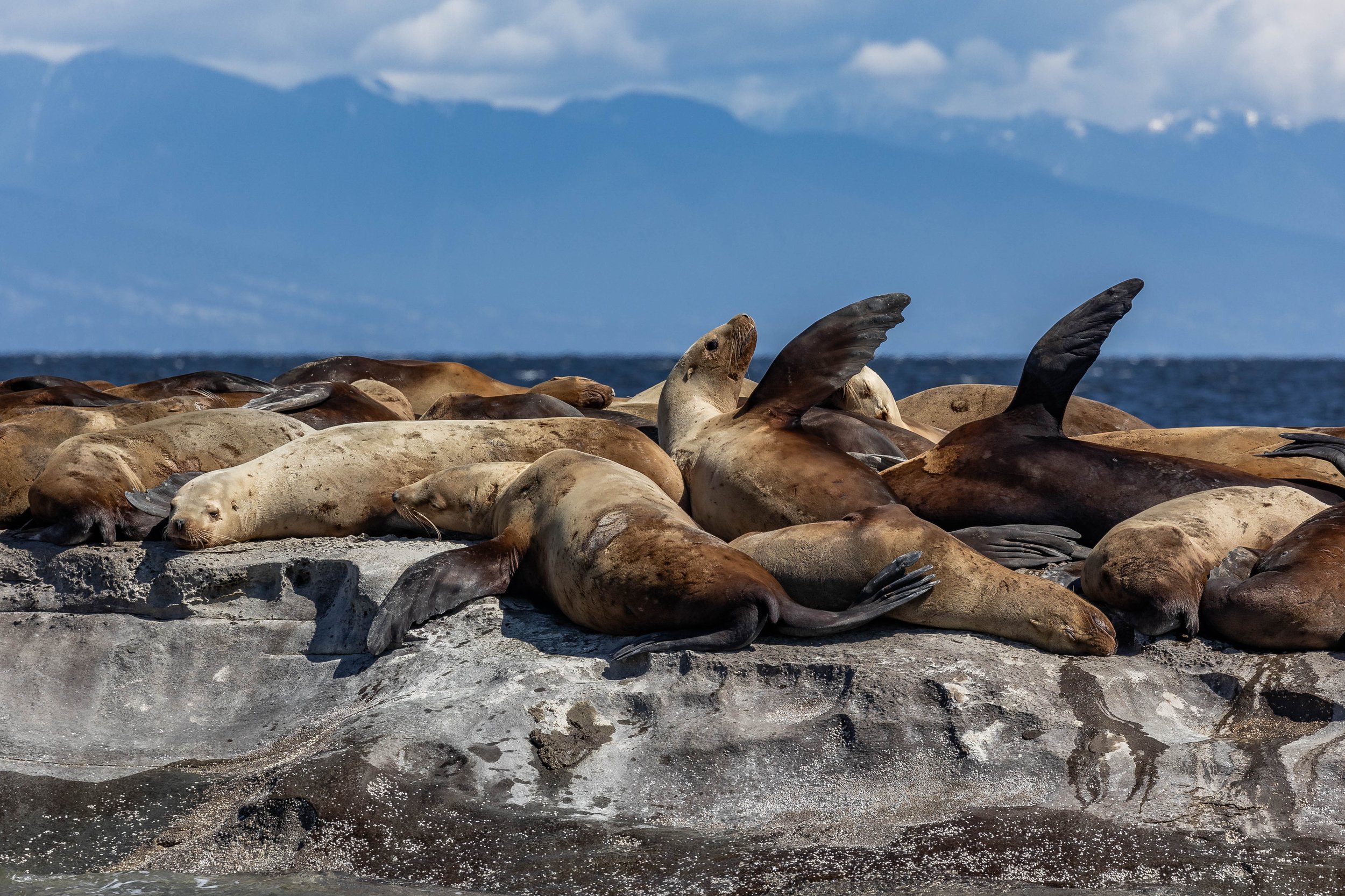 April 16, 2024 - Our Whales were elusive yet again, but we did spot some other Salish Sea friends!