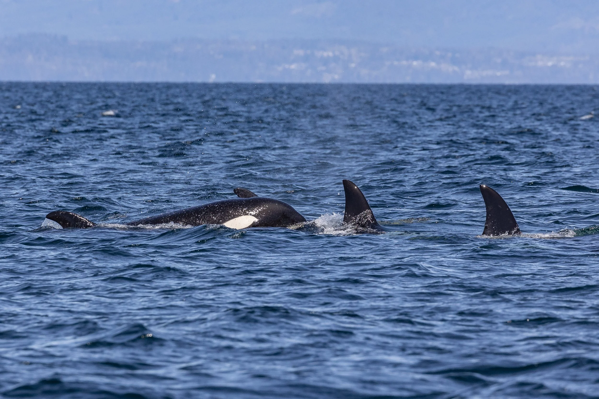 April 17, 2024 - The T049As travelling off North Nanaimo