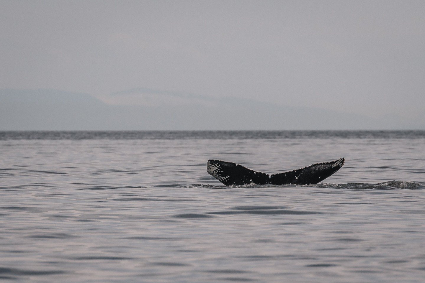 We had our 1st Humpback of the Season on this day in 2022! 

At the time, this little humpback was unknown in the area, but it has since got the designation KEX0069 through the Keta Coastal Conversation humpback catalogue! 

To learn more about this 