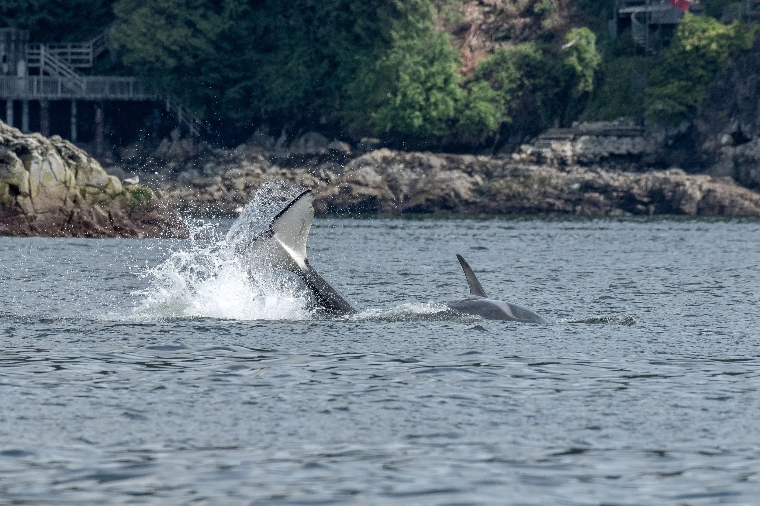 April 26, 2024 - A duo of humpbacks and then a little T-party by Vancouver!
