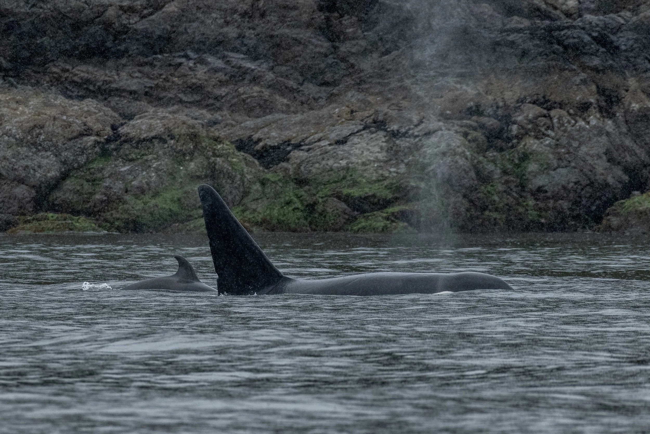 April 25, 2024 - An early season T-party with the T036Bs and T137s!