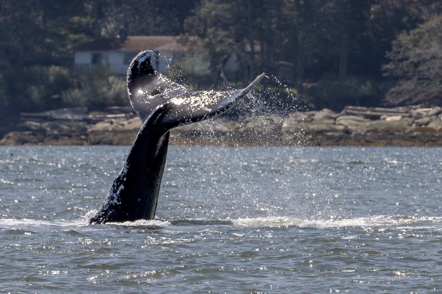 Did you know our first humpback of 2023 was on April 28th?

We sure blew that record out of the water with our February Humpback this year! 

The first humpback of 2023 was &quot;SEAK-UASE-HEV-20040715-1-016&quot;. Not a very easy name eh? 

She was 