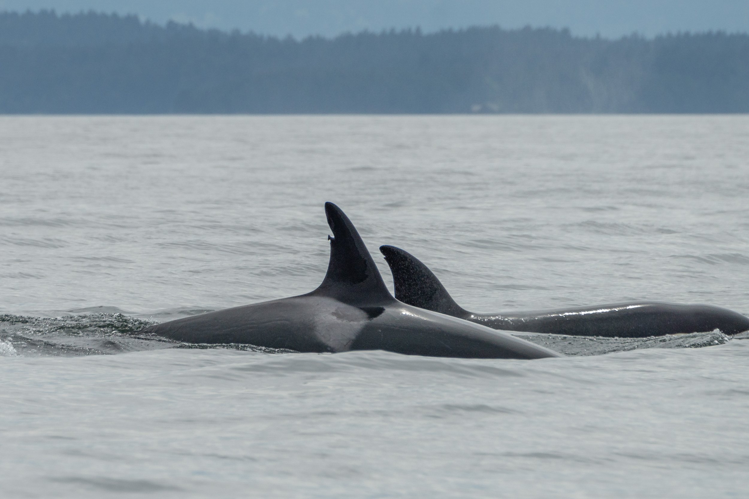 May 3, 2024 - Double species day - A surprise grey whale, and the Howe Sound T-party starts again!