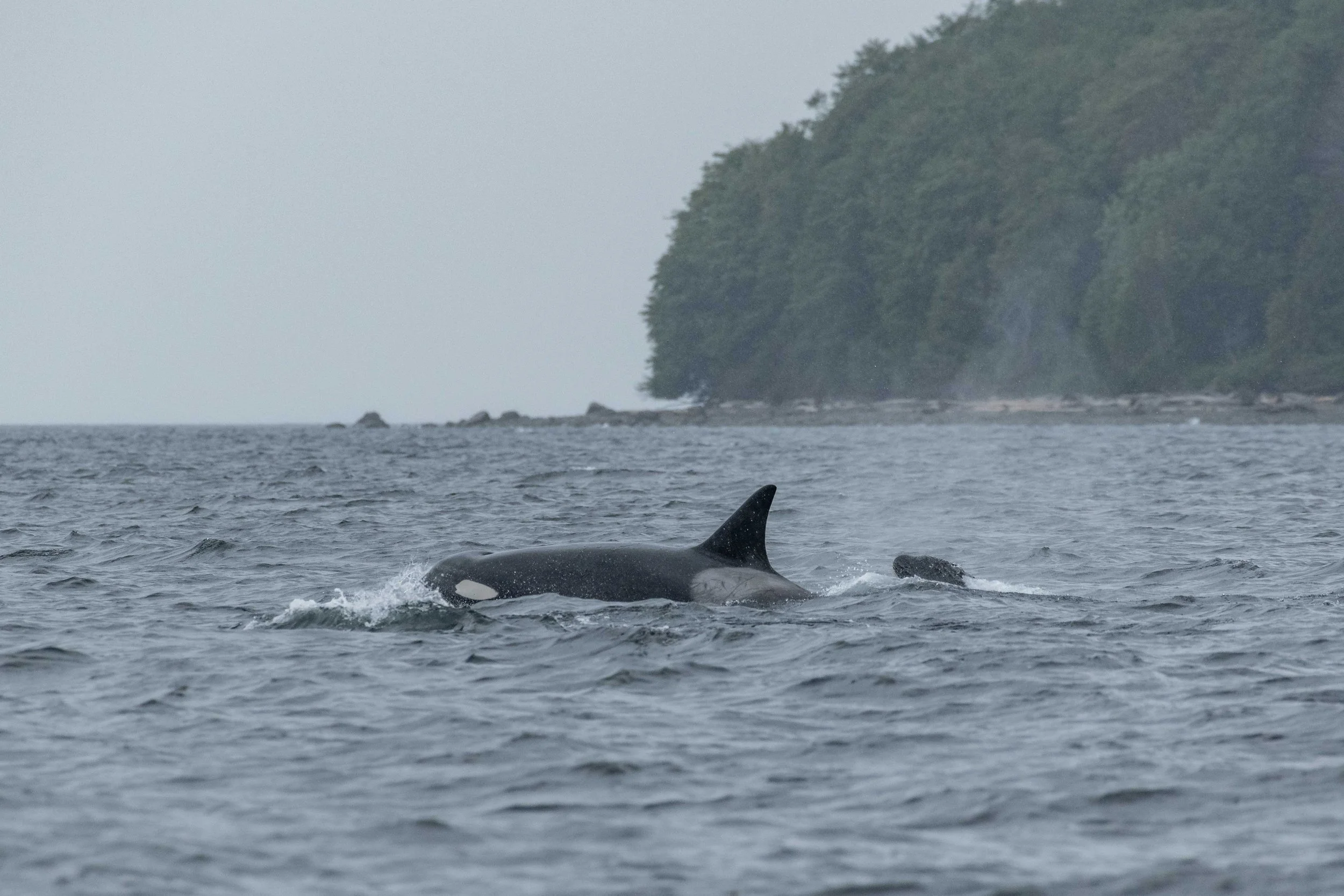 May 5, 2024 - The Howe Sound T-party continues Plus Kata the Humpback!