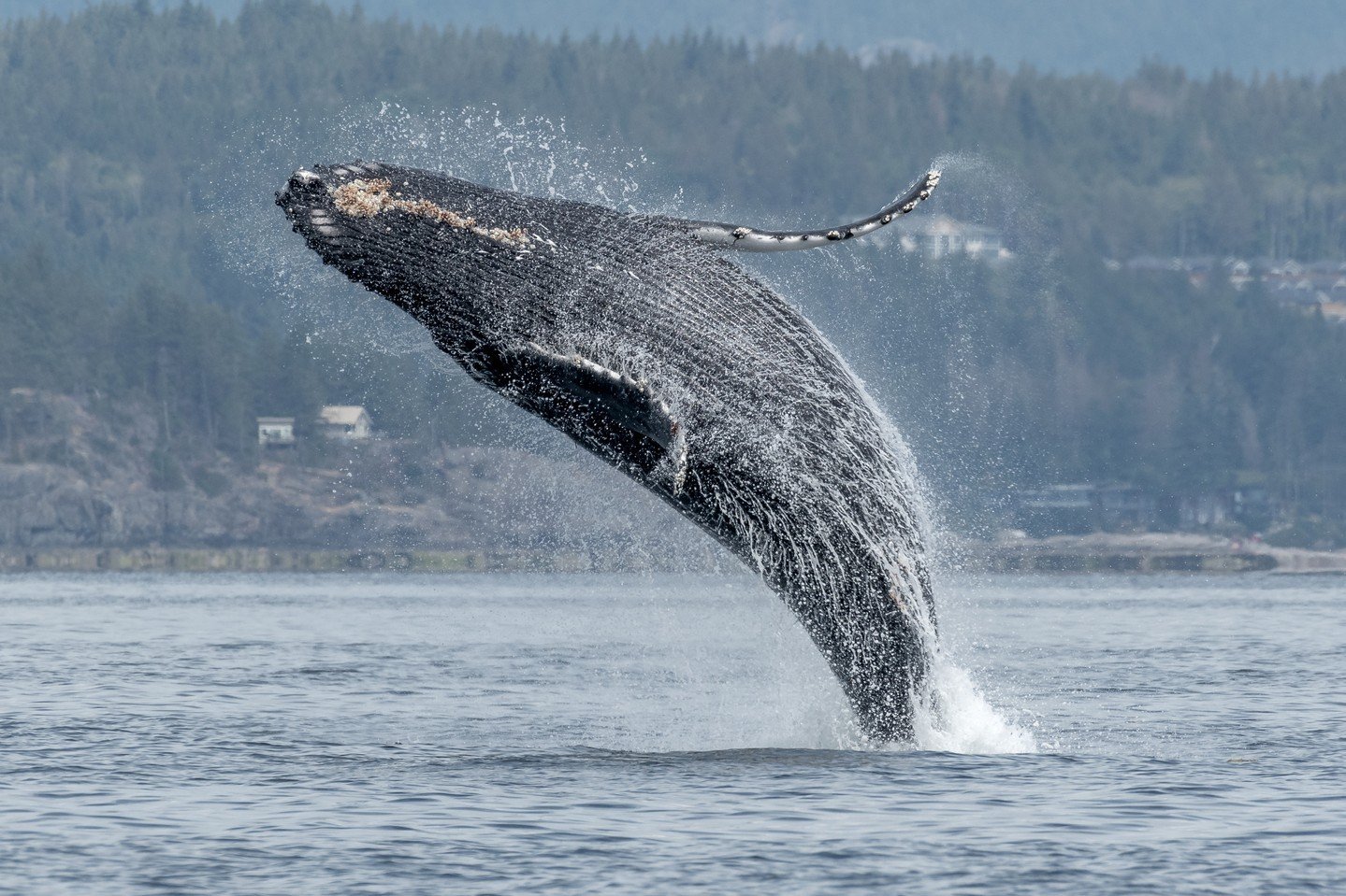 Let's go over some size comparisons of the local Marine Mammals! 📏

Humpback Whales: ~18 m (~60 feet) in length and ~35,000 kg (~66,000 lbs)

Orca aka Killer Whales: ~8 m (~25 feet) in length and ~6,000 kg (~13,000 lbs)

Steller Sea Lion: ~3.3 m (~1