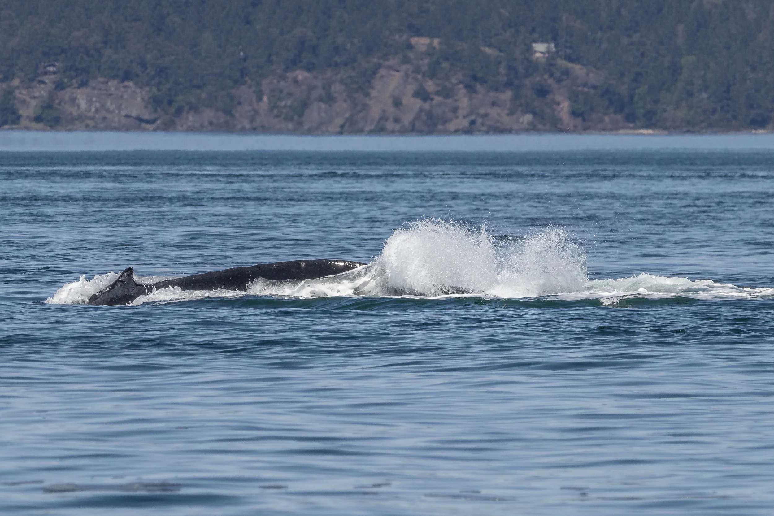 May 9, 2024 - Humpback whale Bagheera in Haro Strait