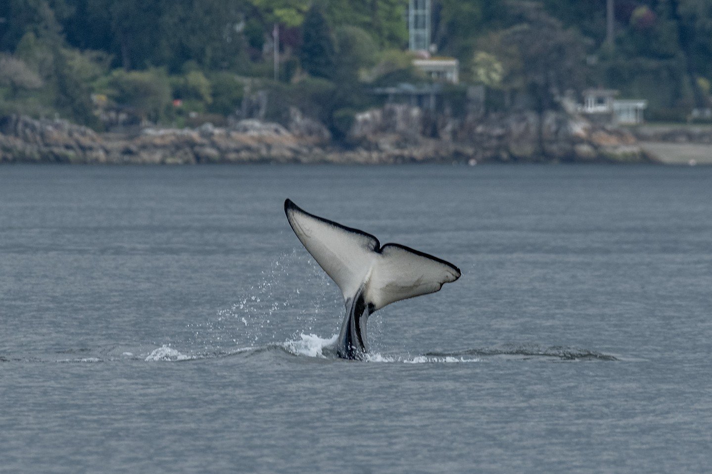 Do you notice anything interesting about T124A2A Agafia's tail?

He's missing the right edge of his tail fluke! 

If you look closely there are lots of deep scars in that area, likely meaning that this whale didn't have this deformity naturally, but 