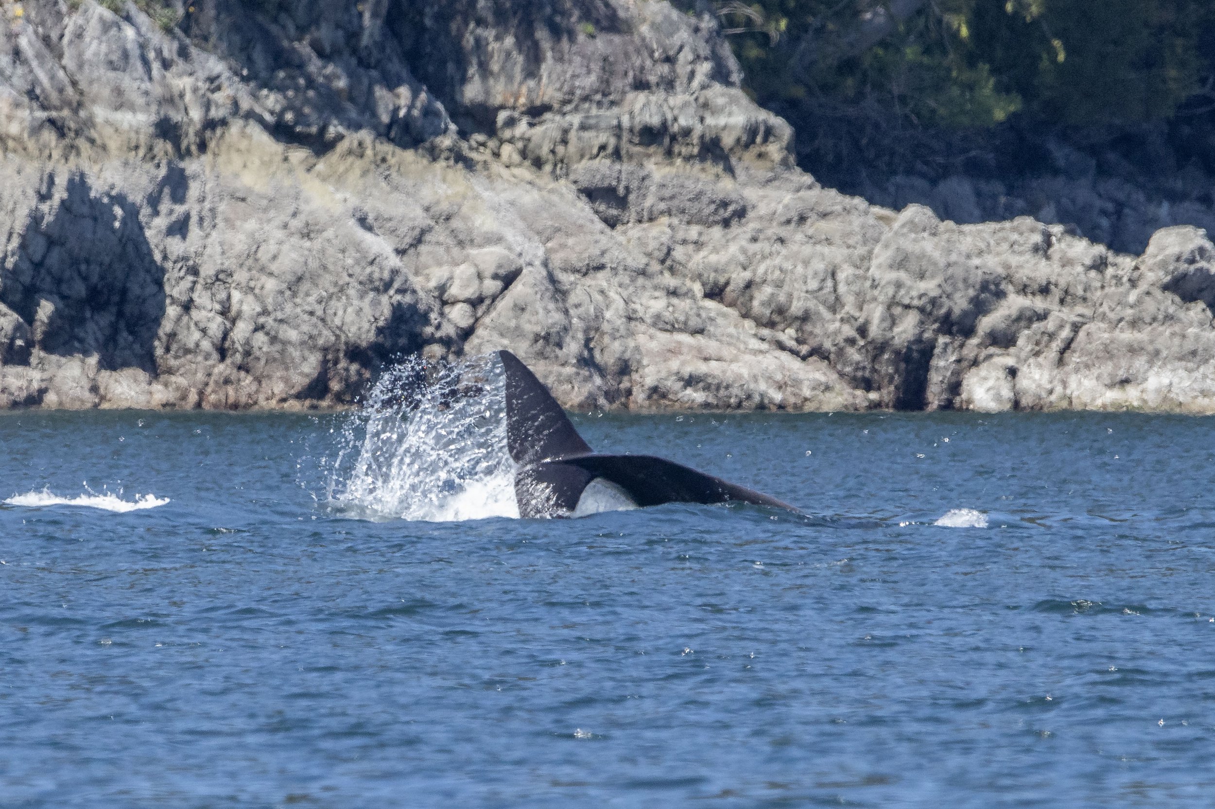 May 11, 2024 - A trip down Saanich Inlet for Double Species!
